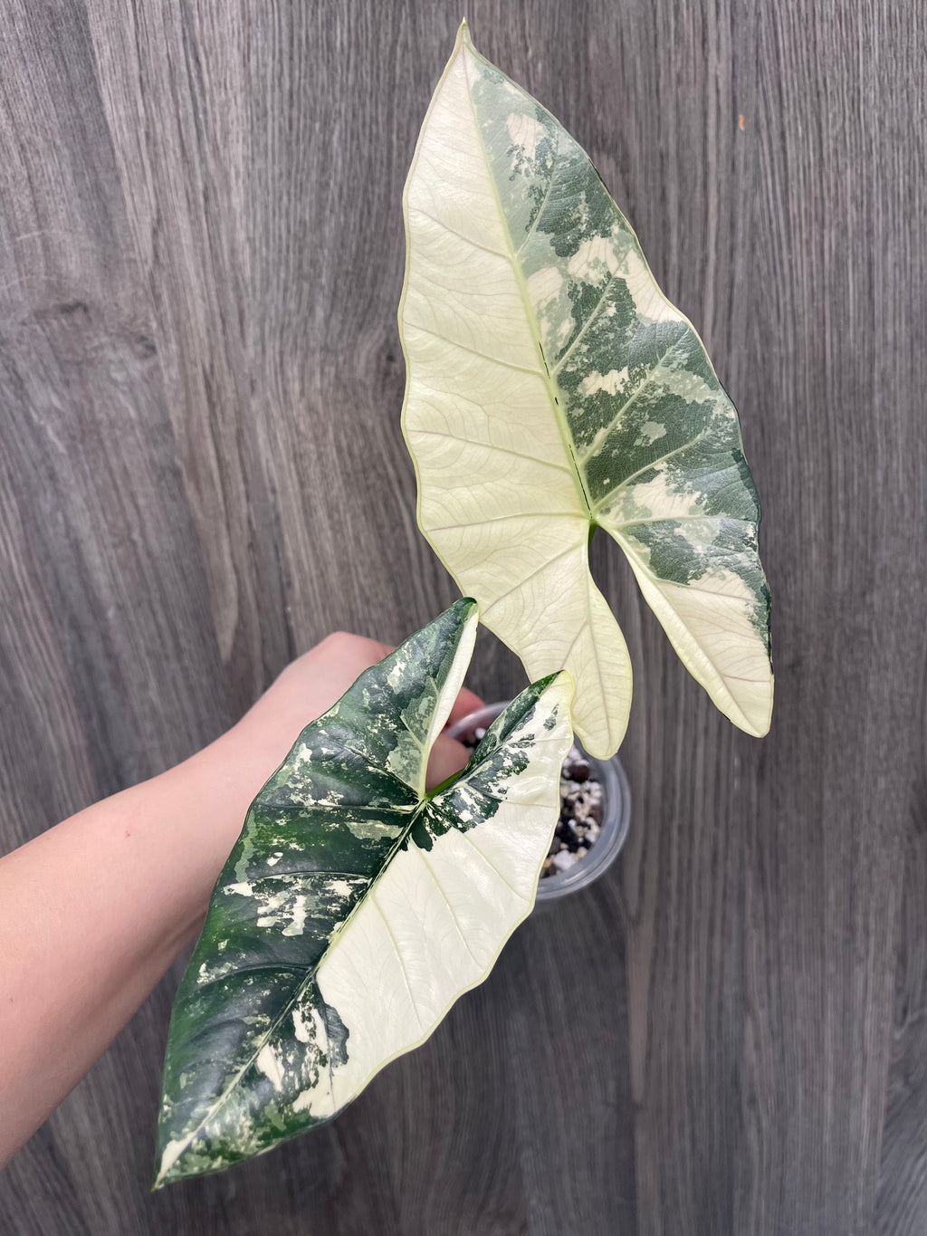 Alocasia Scabriuscula Pink Albo