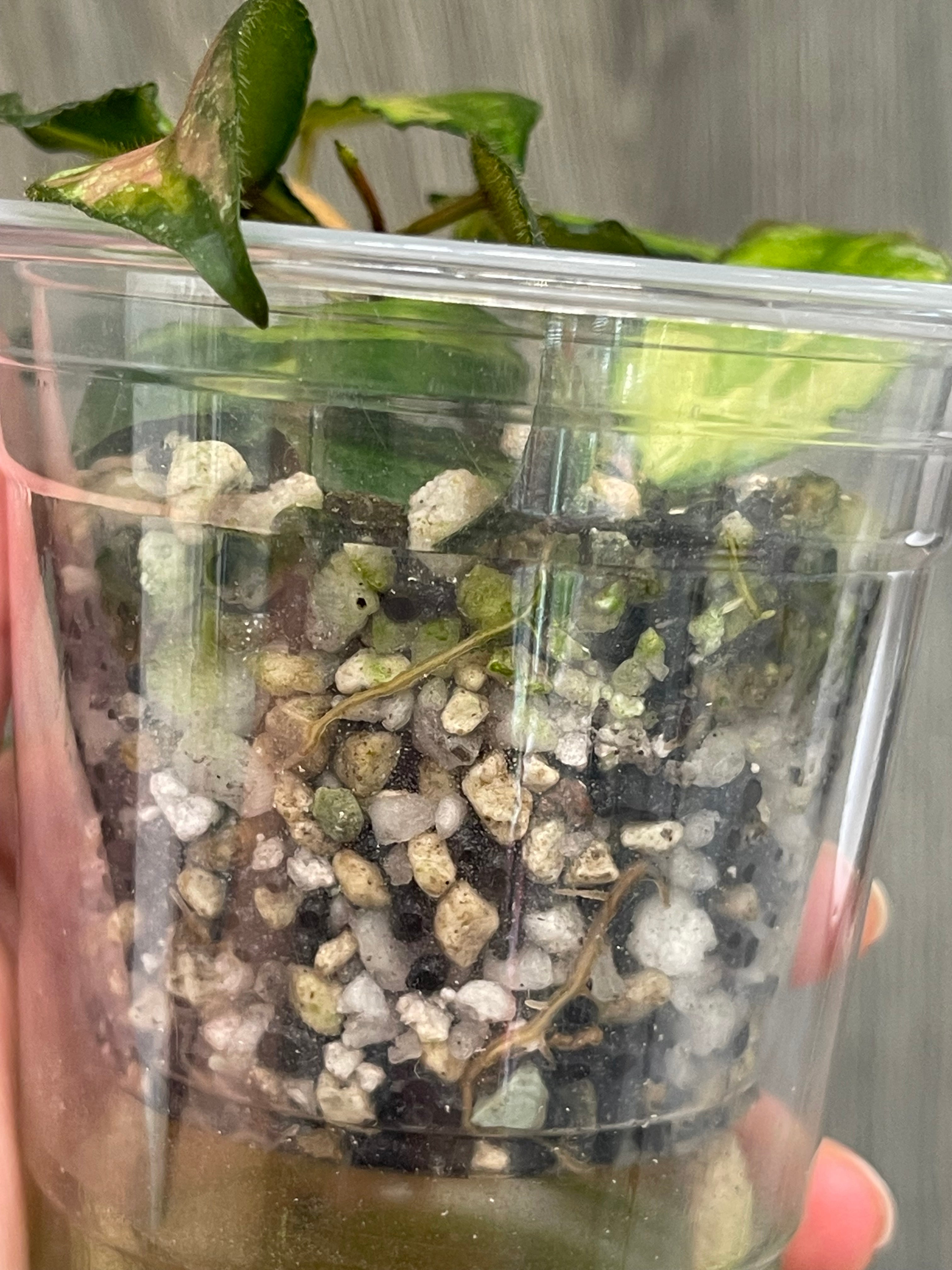 Hoya Caudata Variegated B