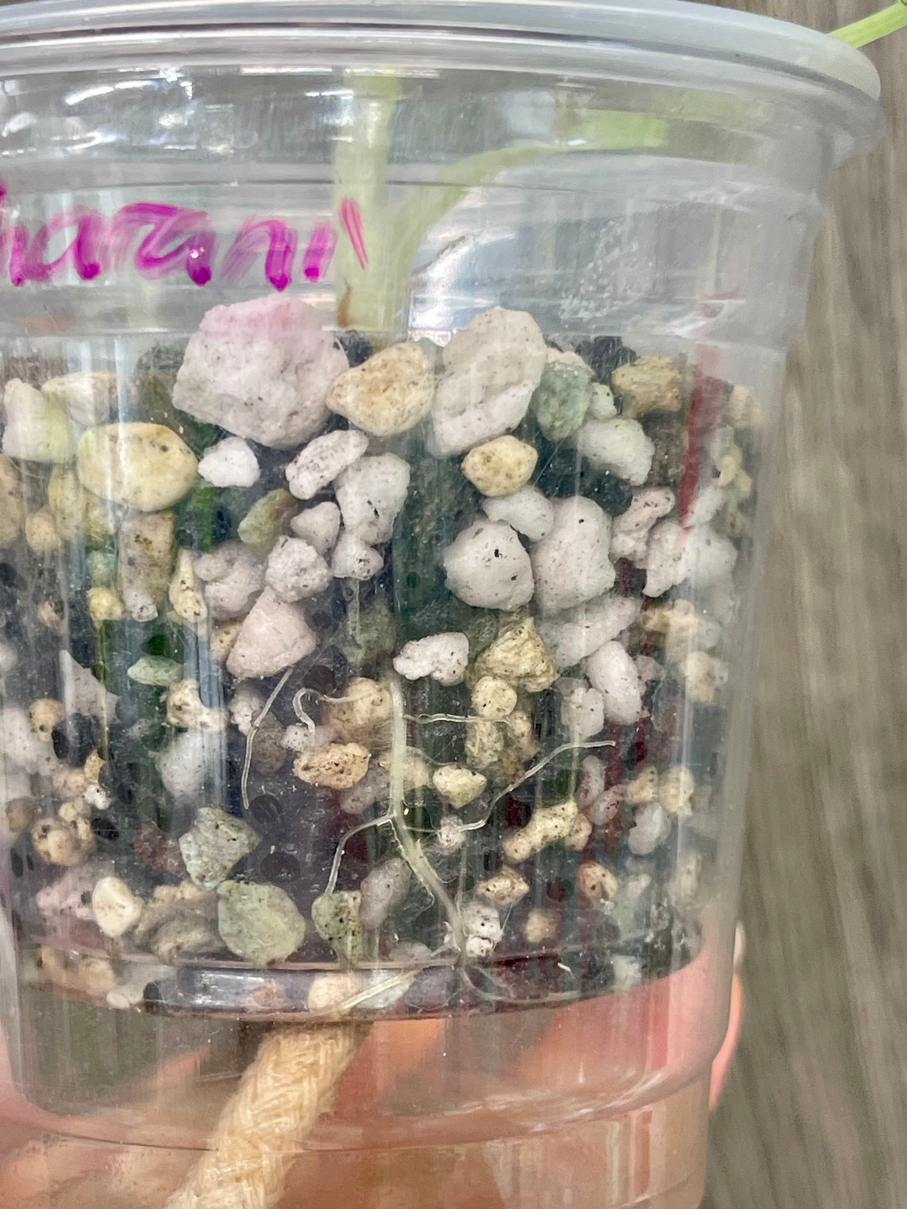 Alocasia Maharani Variegated