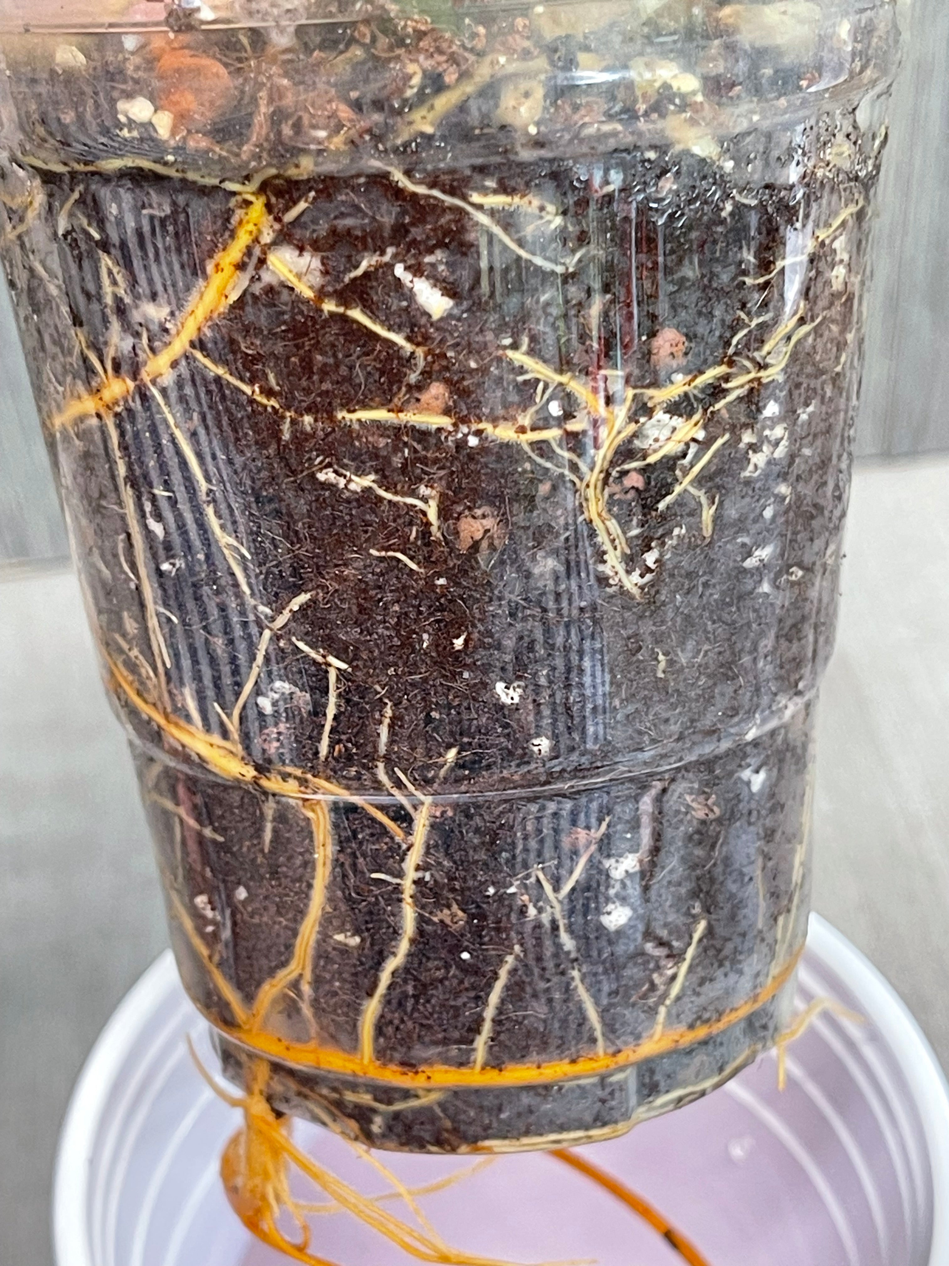 Philo White Princess Aurea A