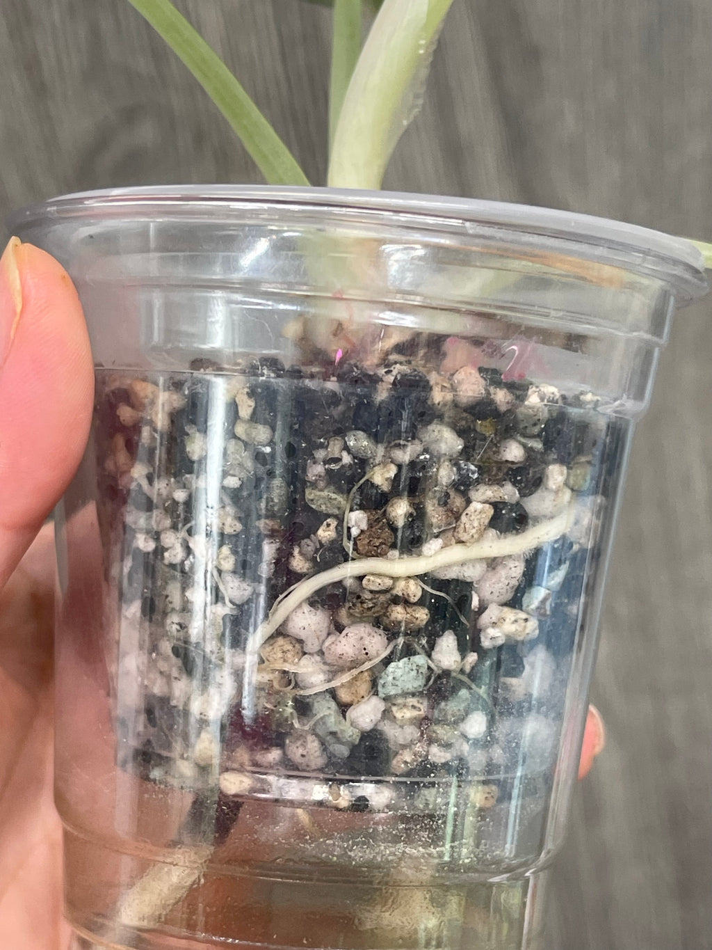 Alocasia Black Velvet Pink B