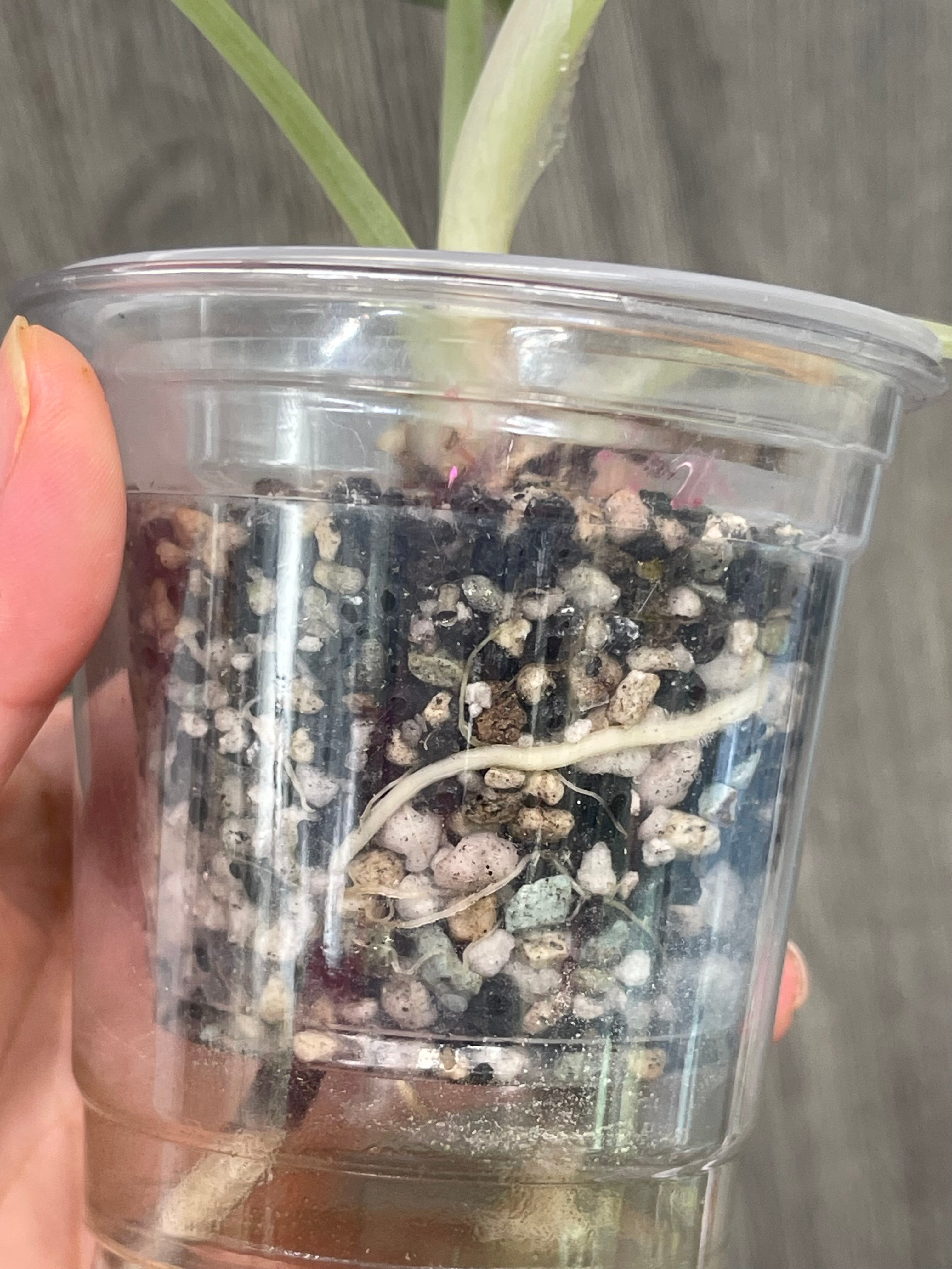 Alocasia Black Velvet Pink B