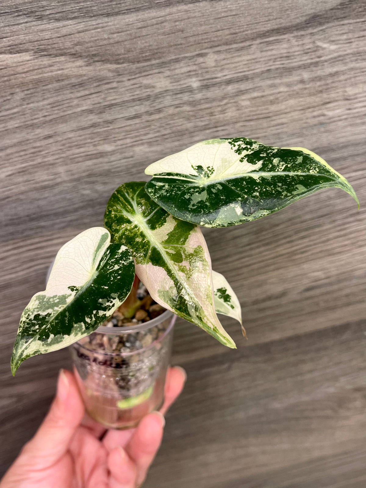 Alocasia Grandis Pink