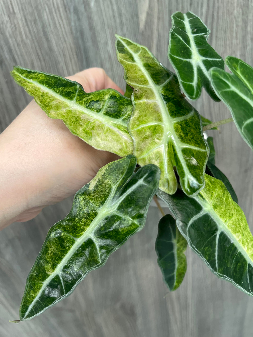 Alocasia Polly Aurea Splash