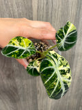 Alocasia Ninja Aurea B