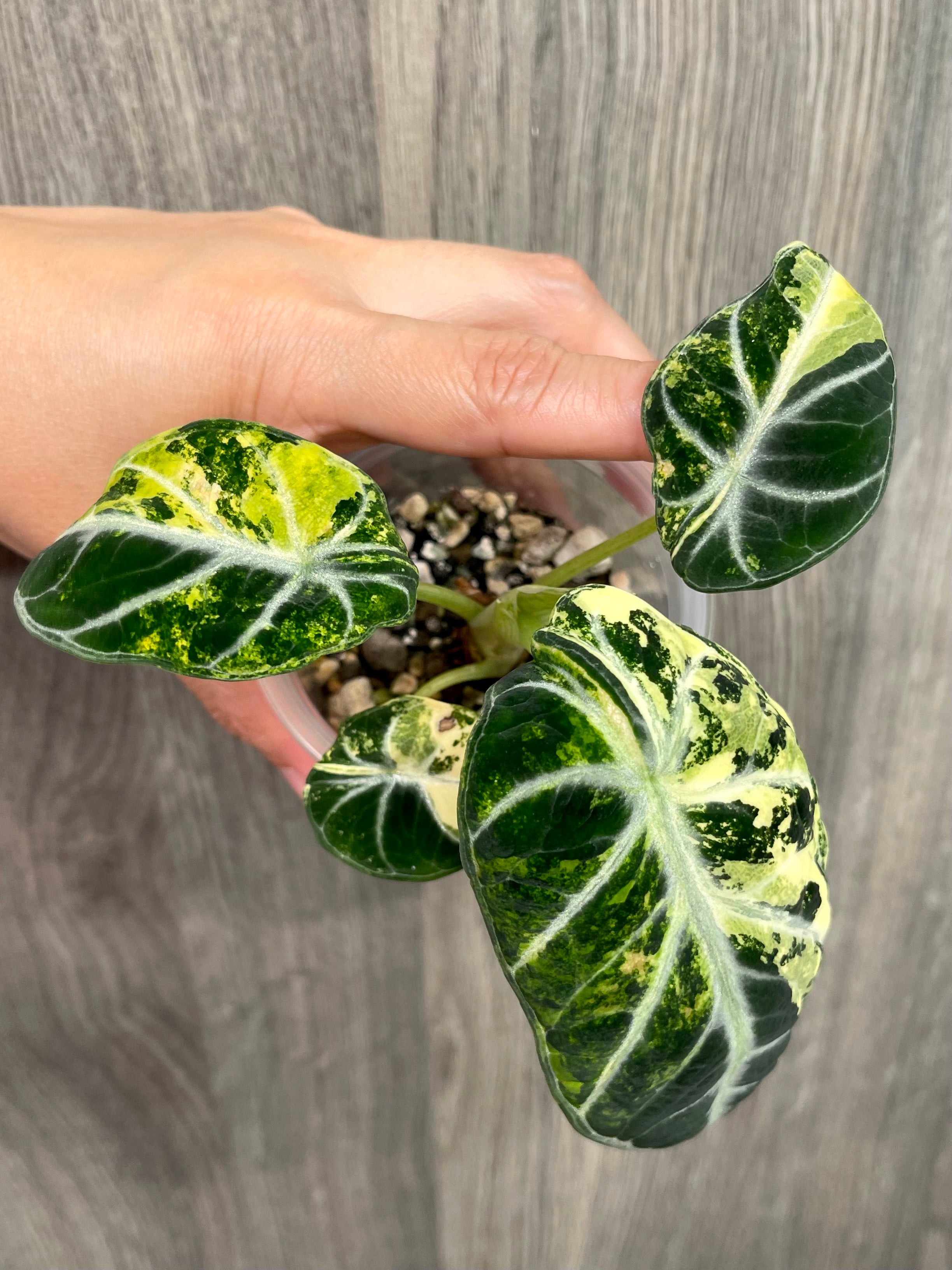 Alocasia Ninja Aurea B