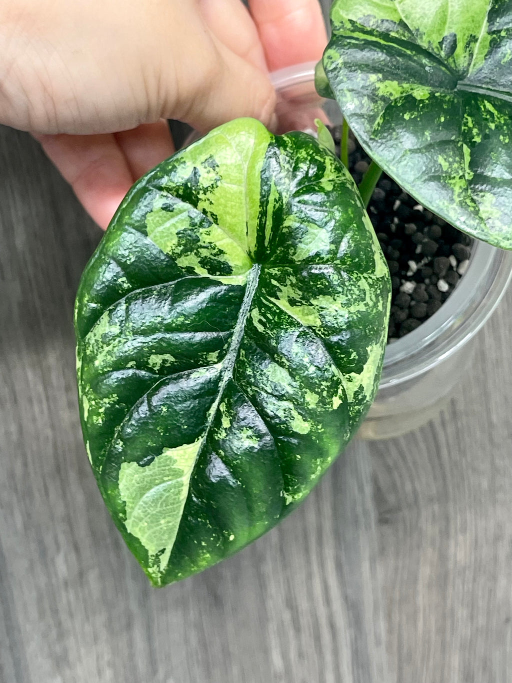 Alocasia Sinuata Albo Mint