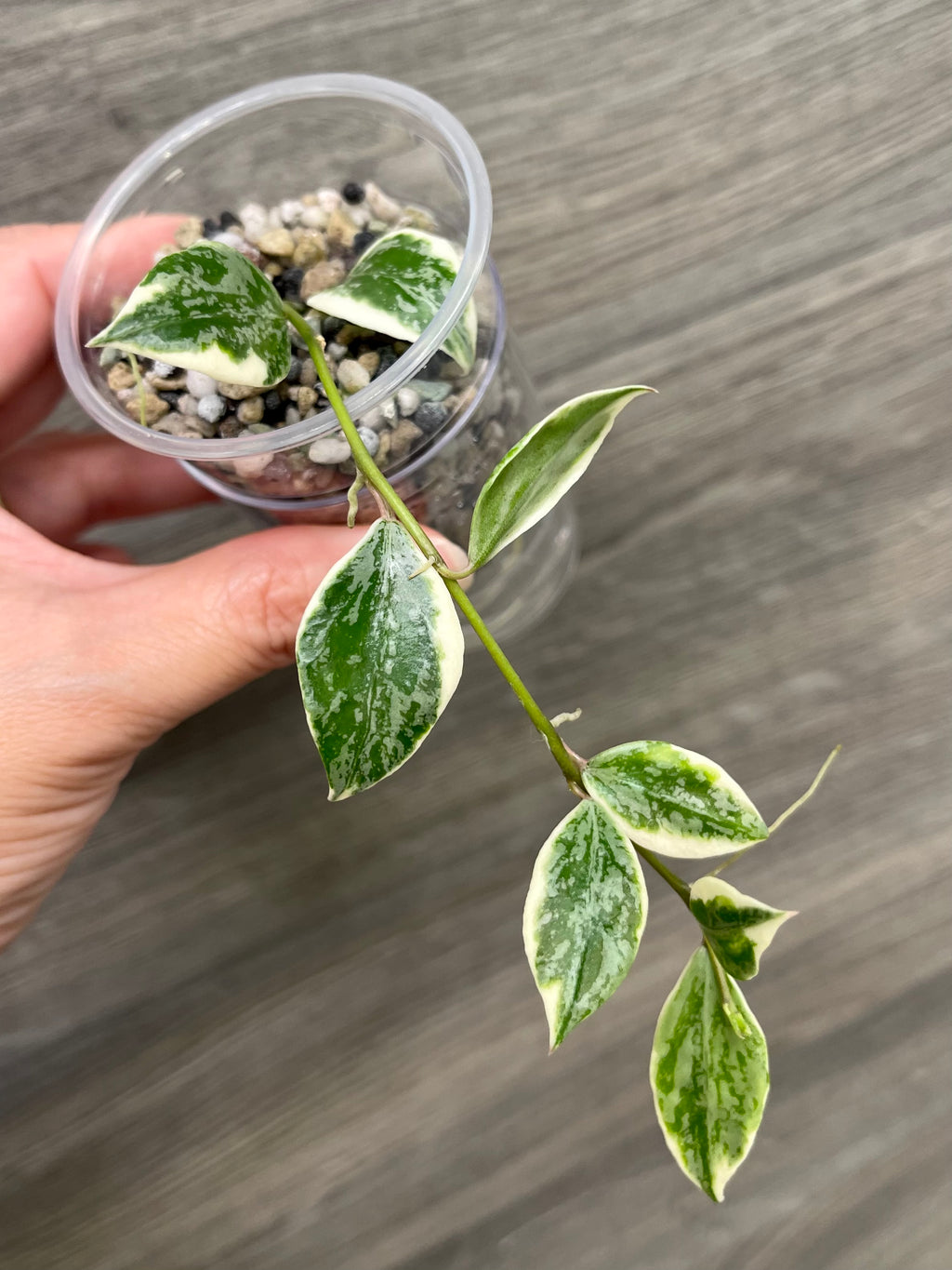 Hoya Lacunosa Lumina A