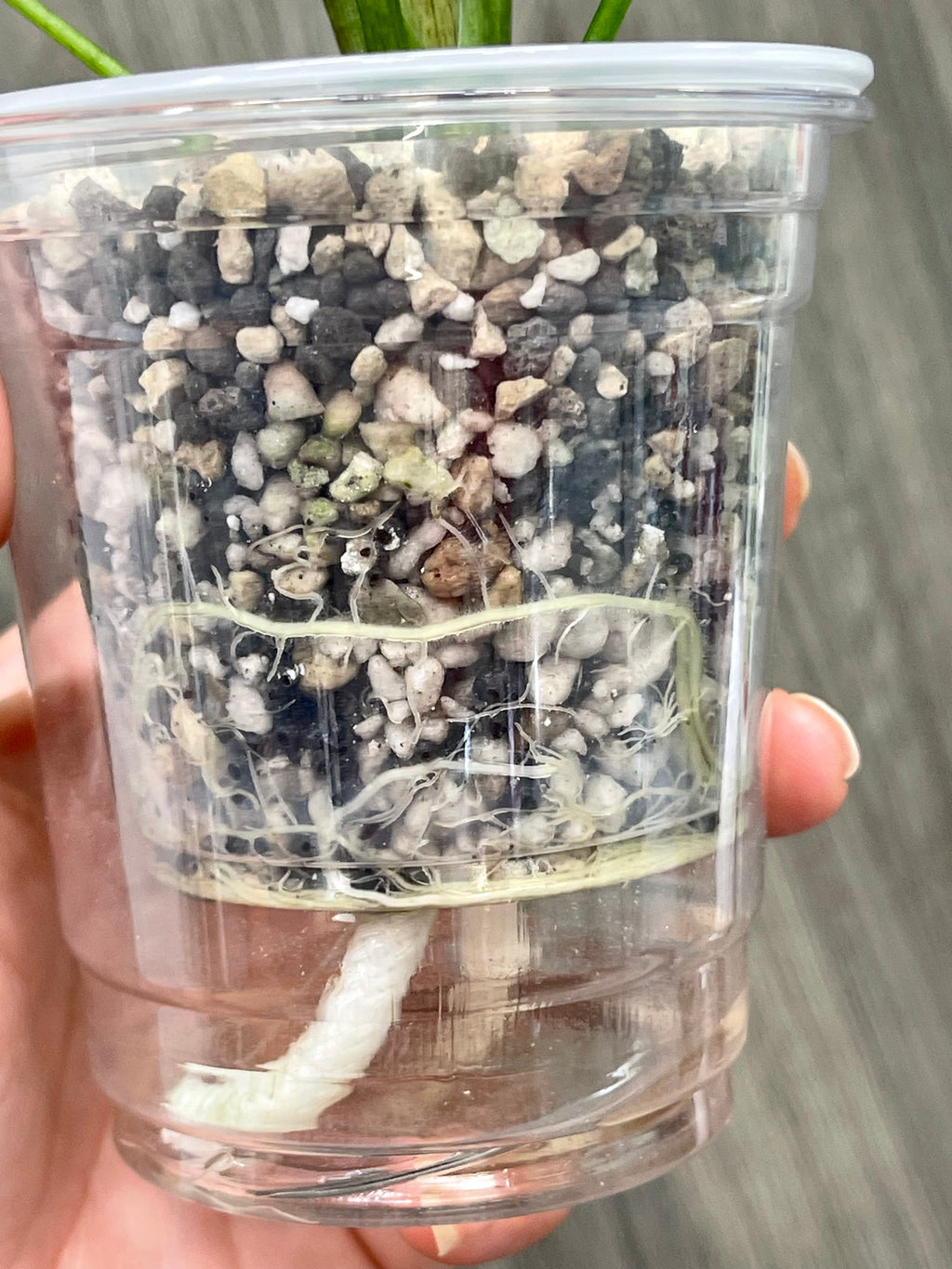 Alocasia Simpo Albo C