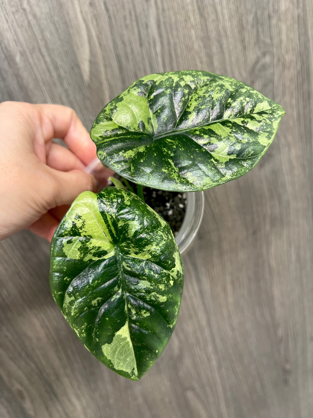 Alocasia Sinuata Albo Mint
