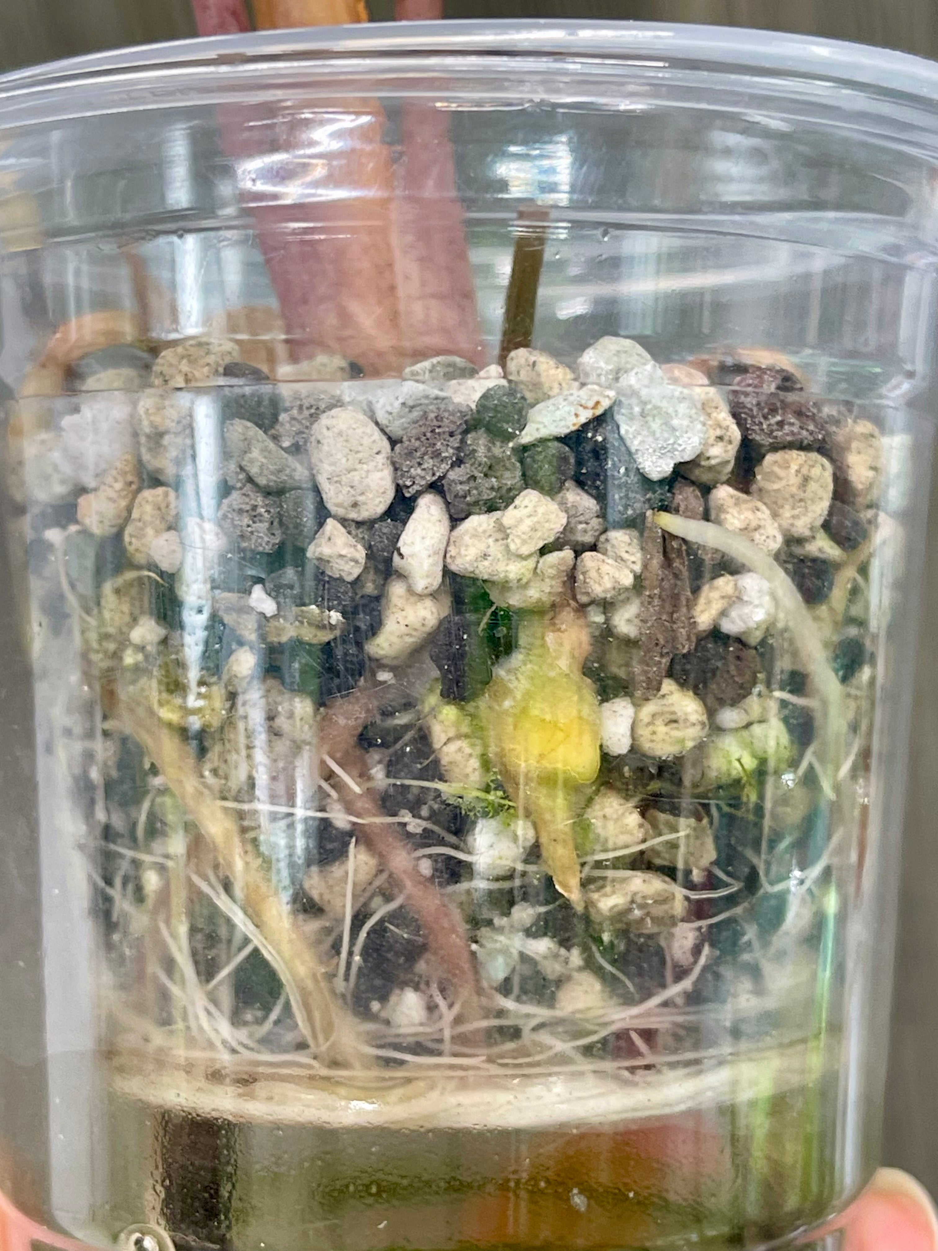 Alocasia Sanderiana Bull Aurea