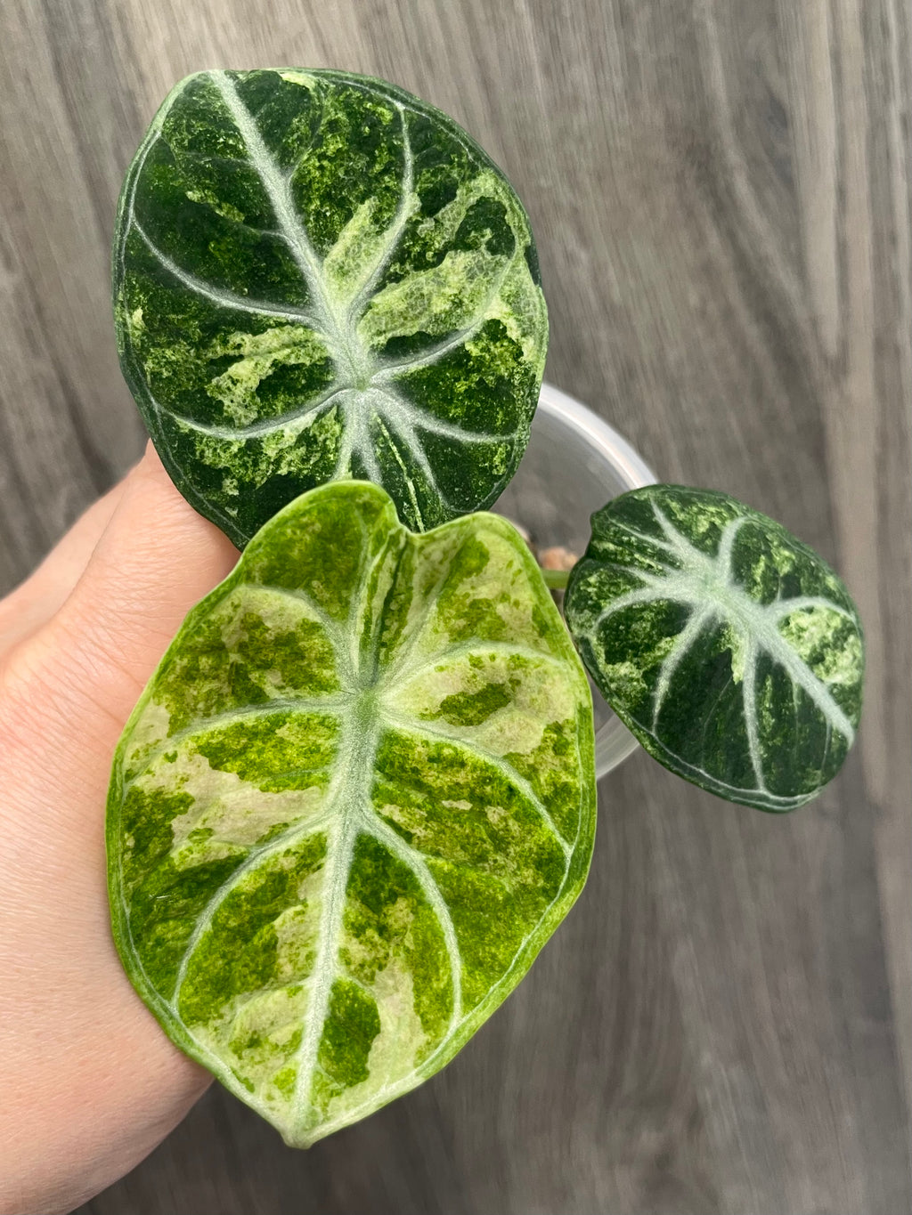 Alocasia Ninja Splash B