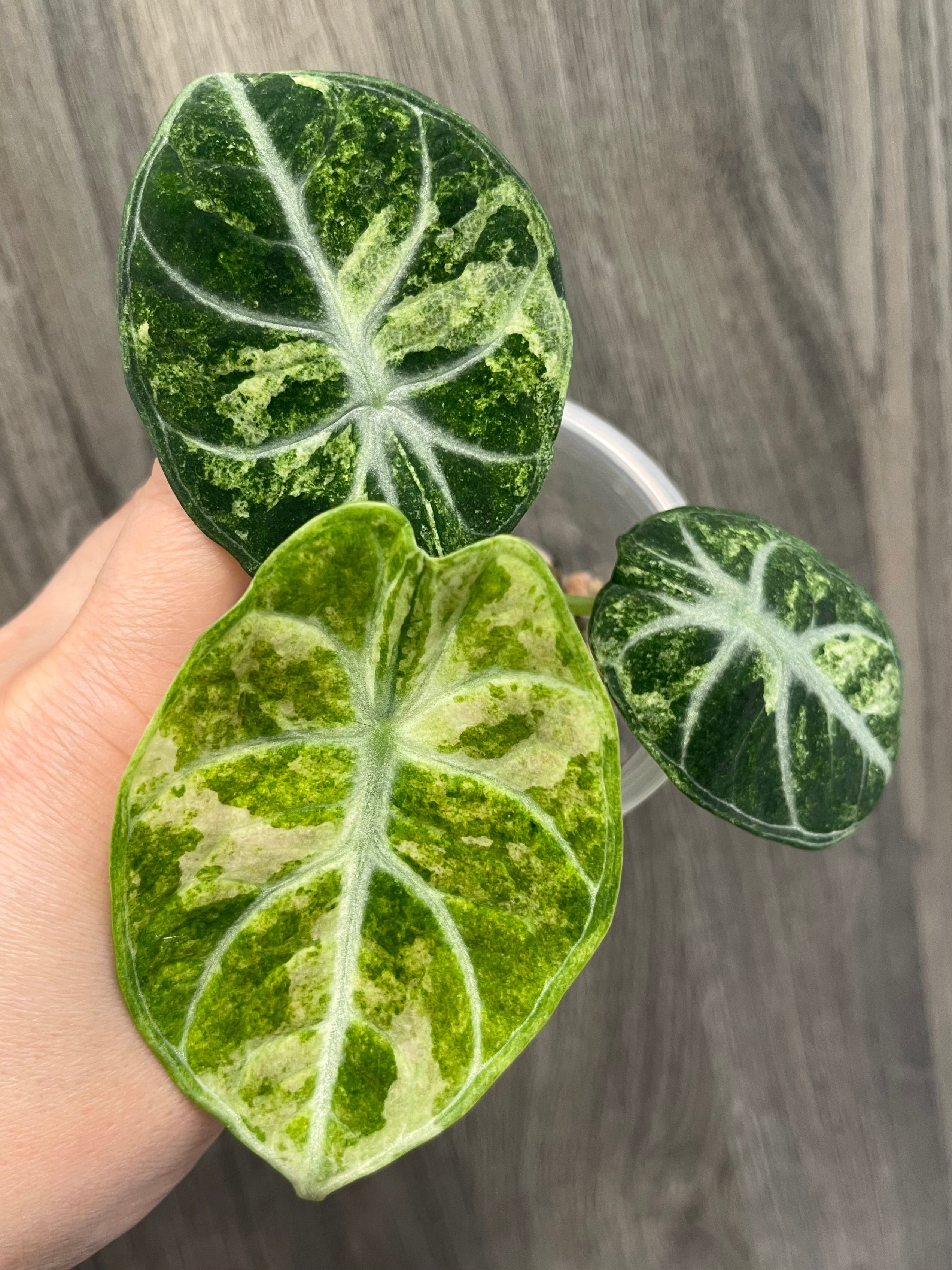 Alocasia Ninja Splash B