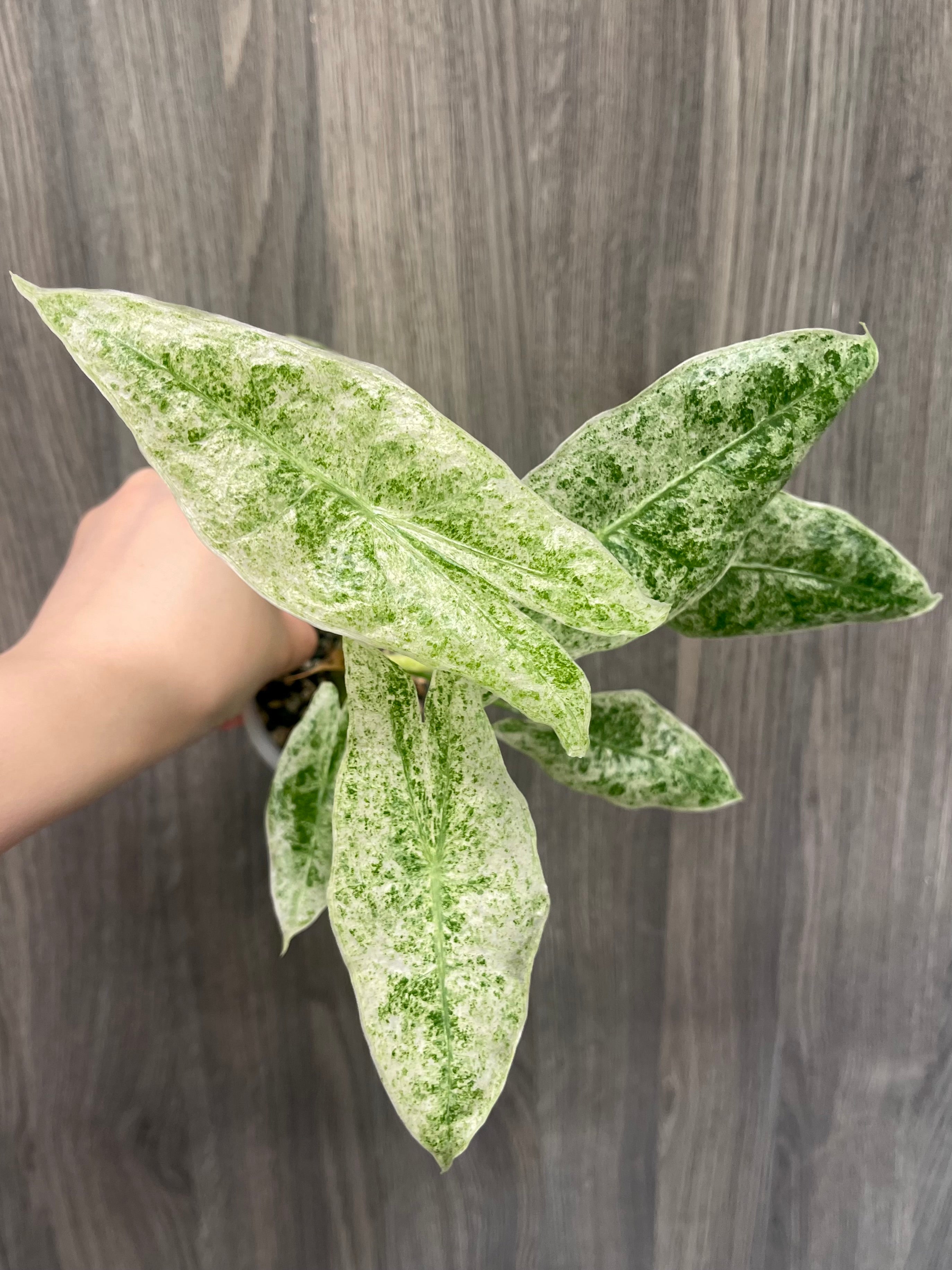 Alocasia Longiloba Mint Marble