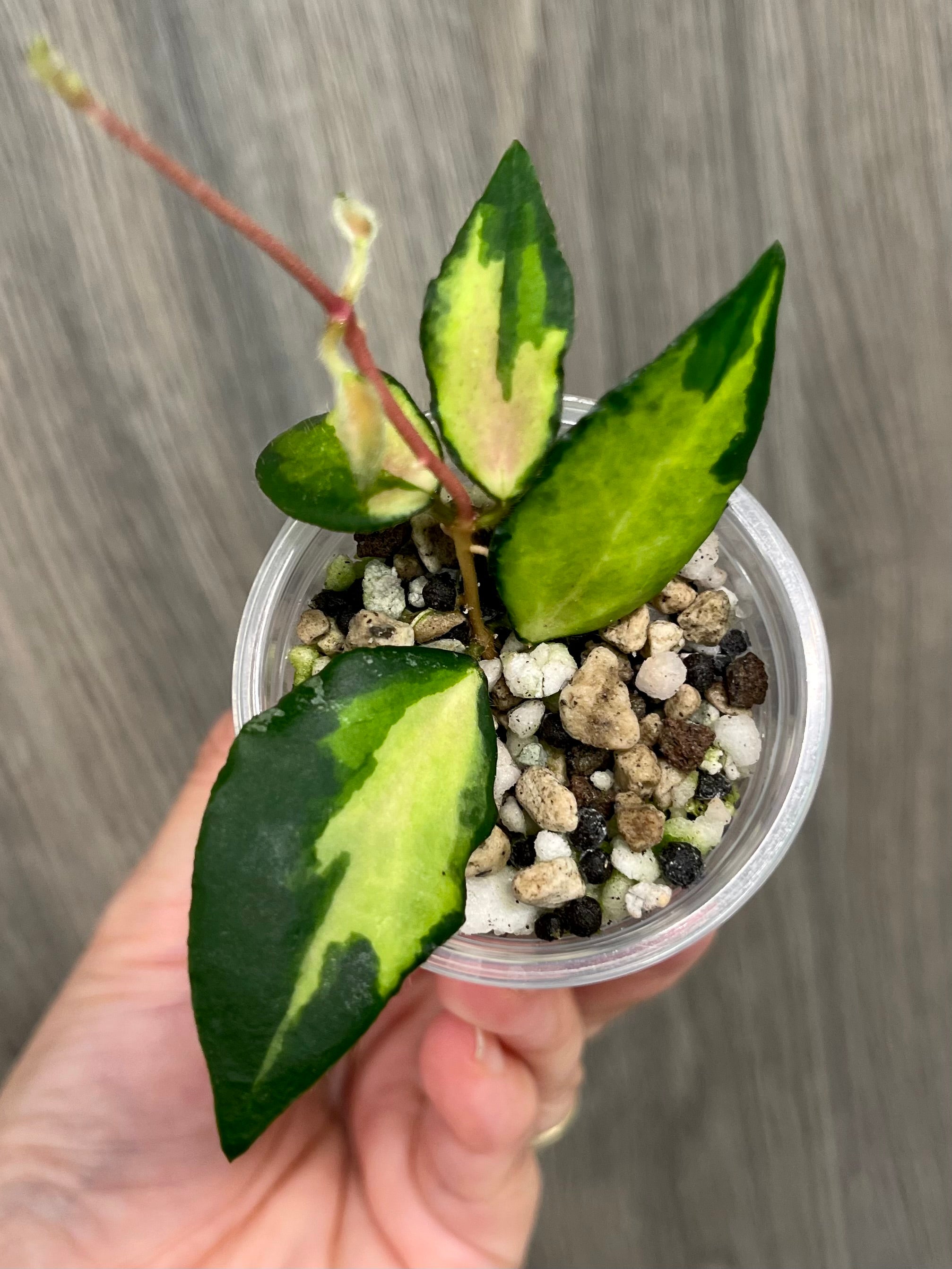 Hoya Caudata Variegated
