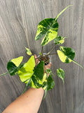 Alocasia Stingray Lime B