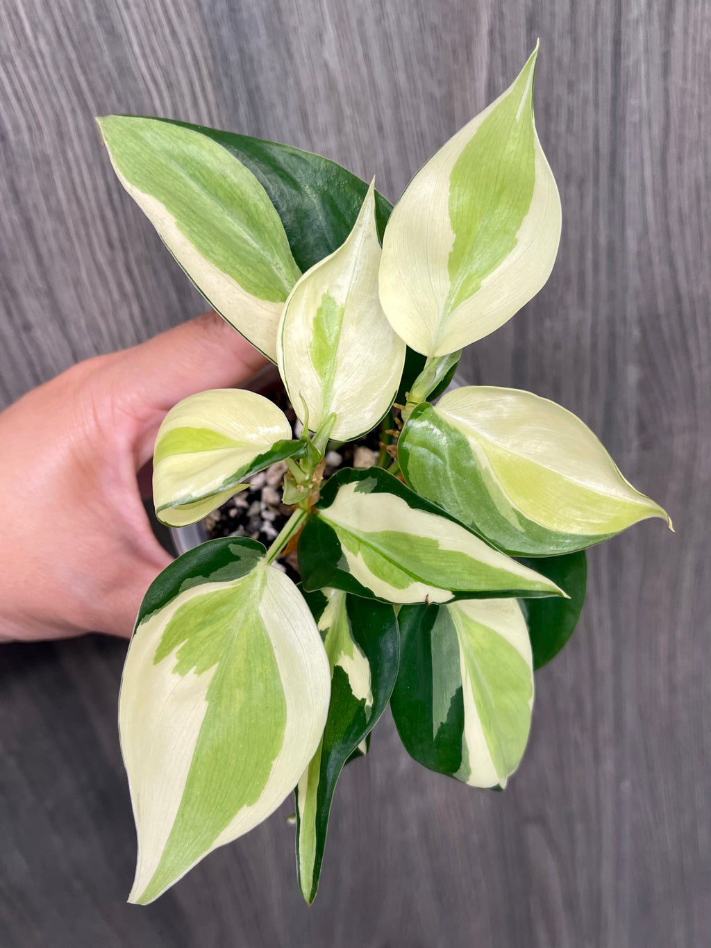 Philodendron Gabby C