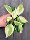 Philodendron Gabby C