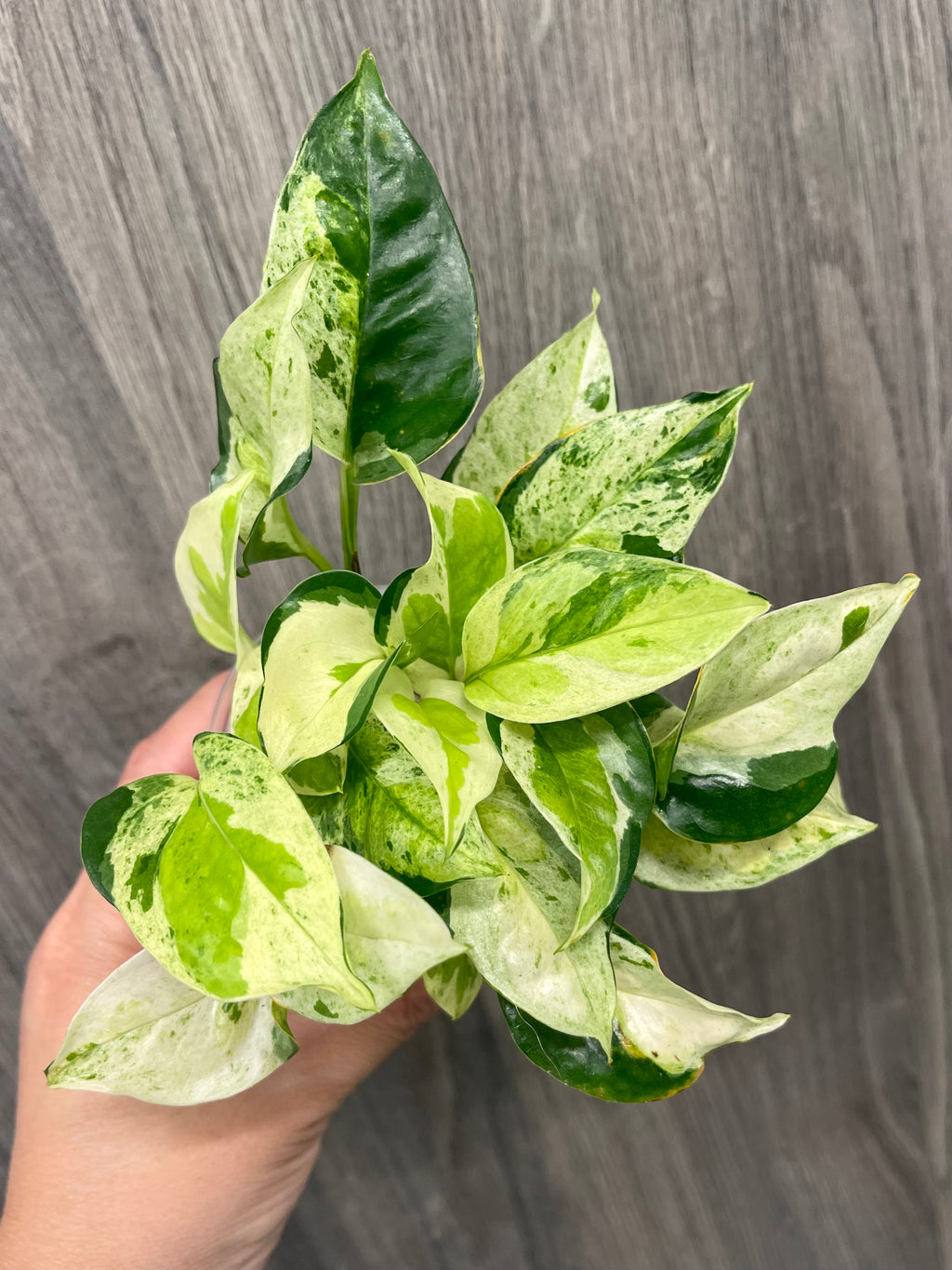 Pothos Japanese Global A
