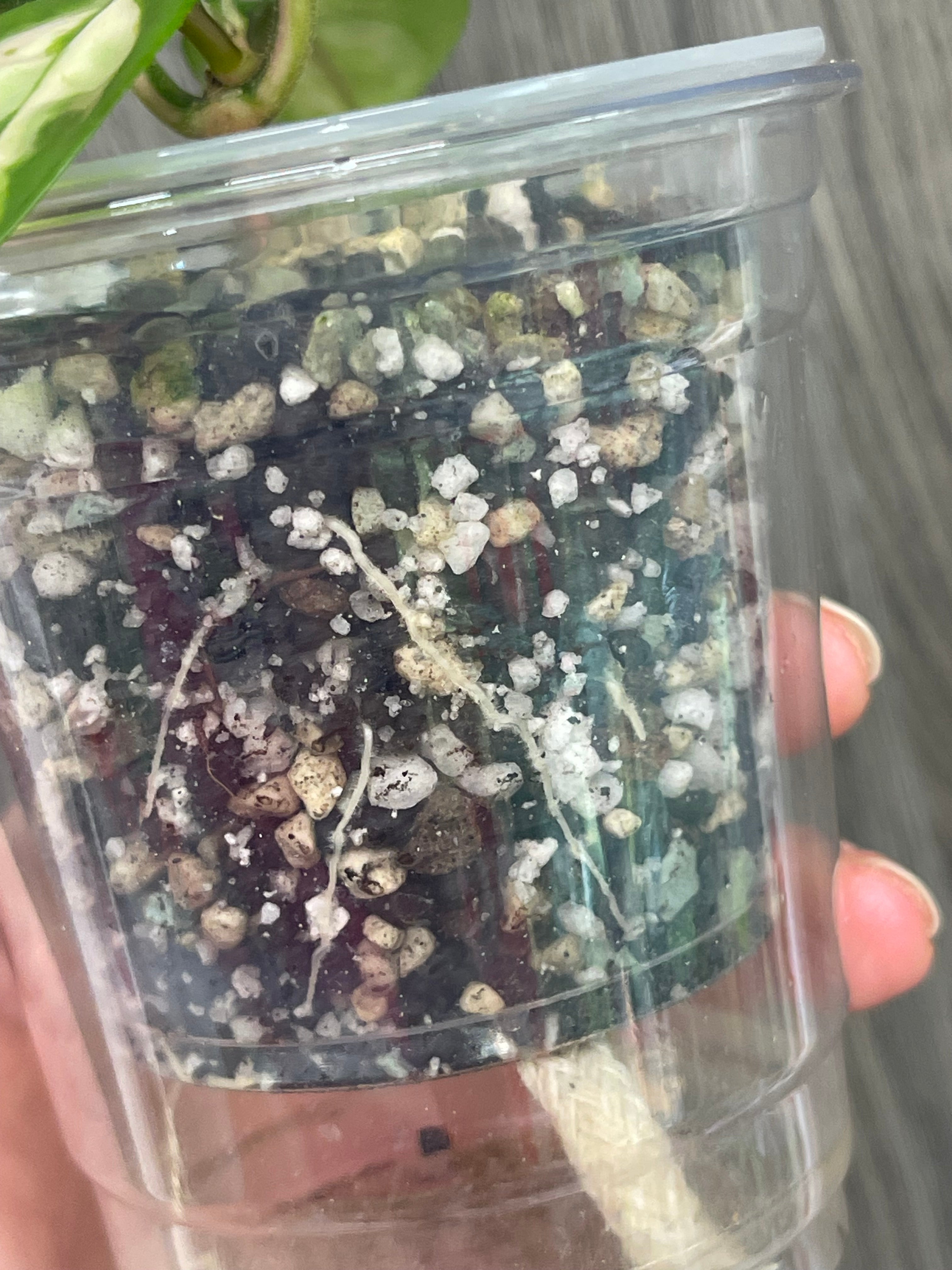 Hoya Madara Green Edge