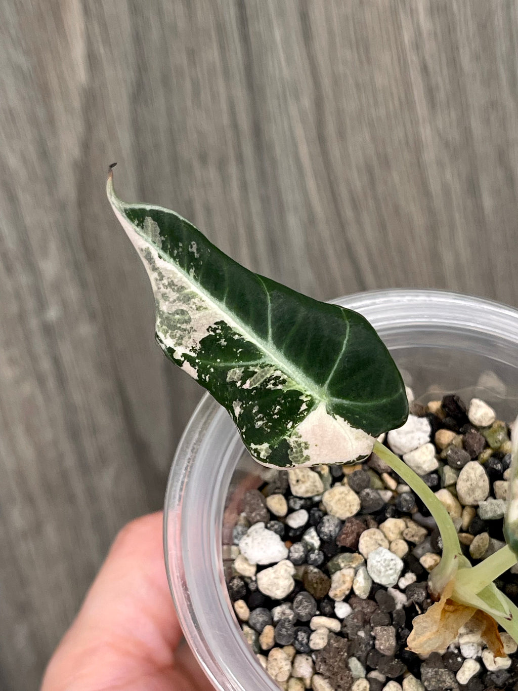 Alocasia Black Velvet Pink