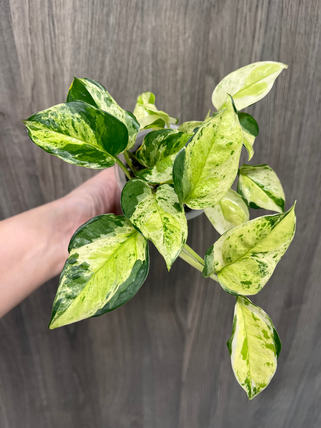 Pothos Japanese Global