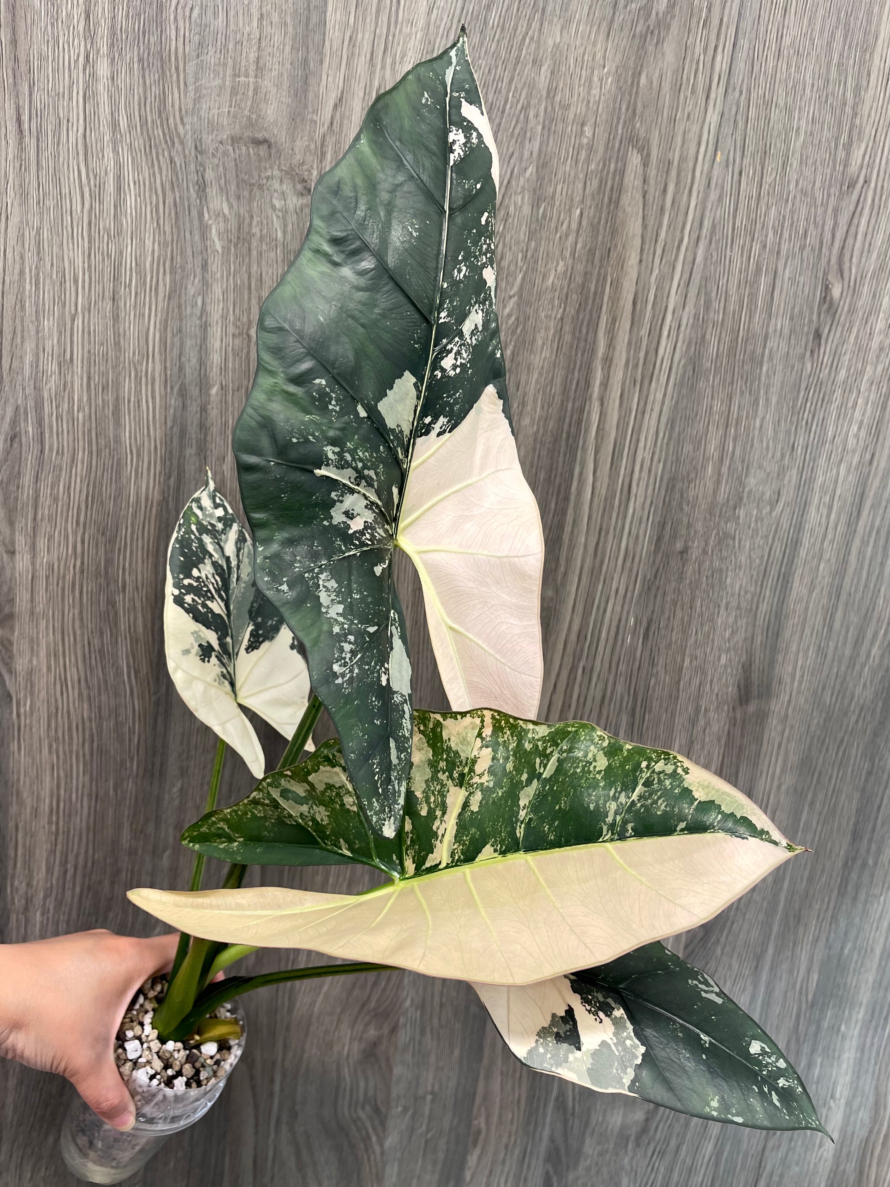 Alocasia Scabriuscula Pink Albo