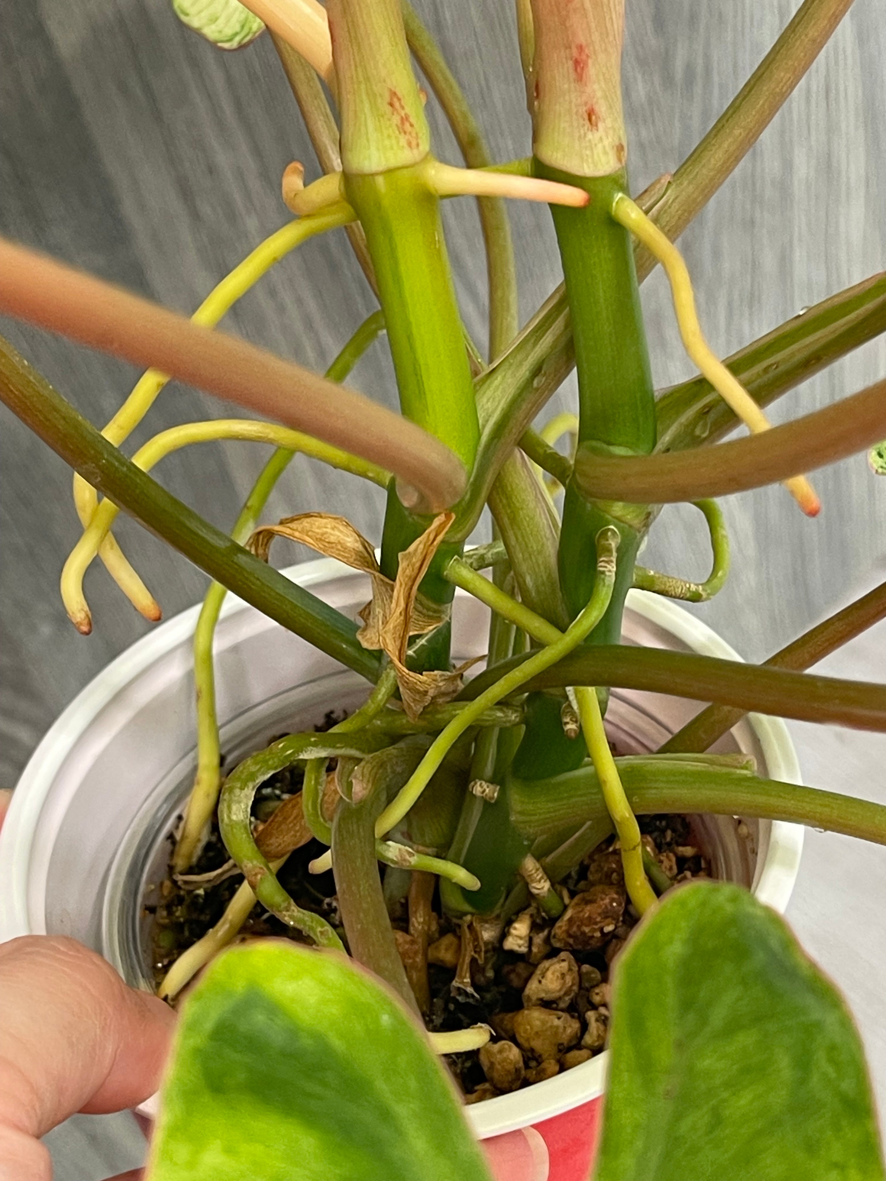 Philodendron Paraiso Verde Aurea