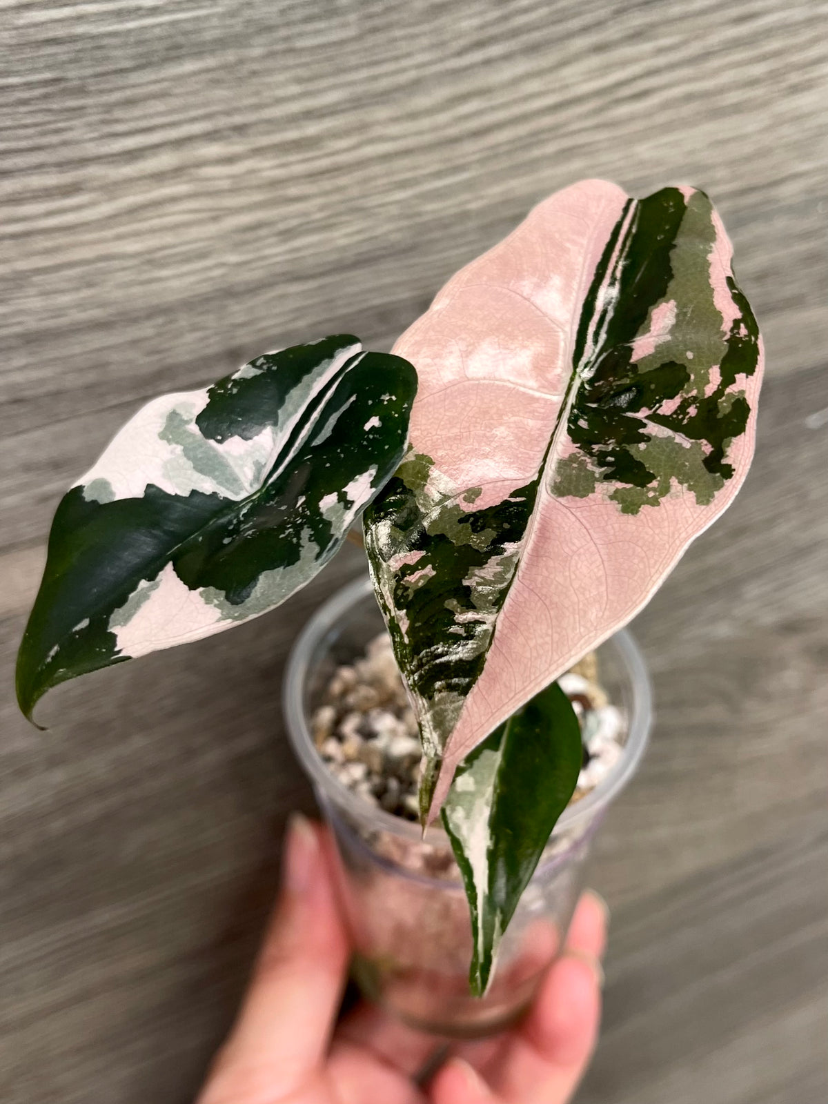 Alocasia Chantrieri Pink A