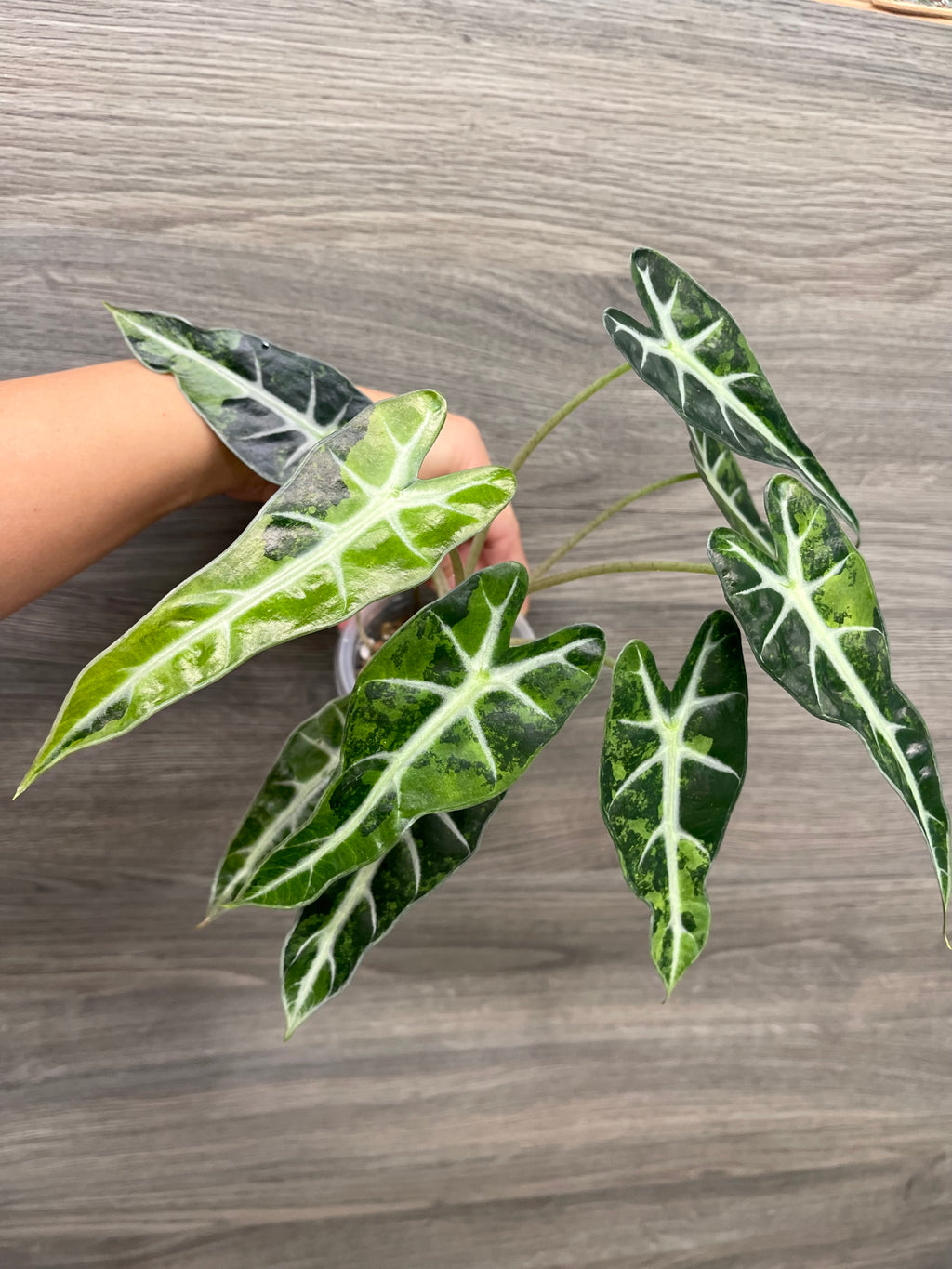 Alocasia Bambino Aurea (Indo)