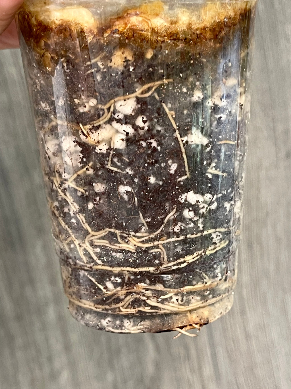Scindapsus Peasun B