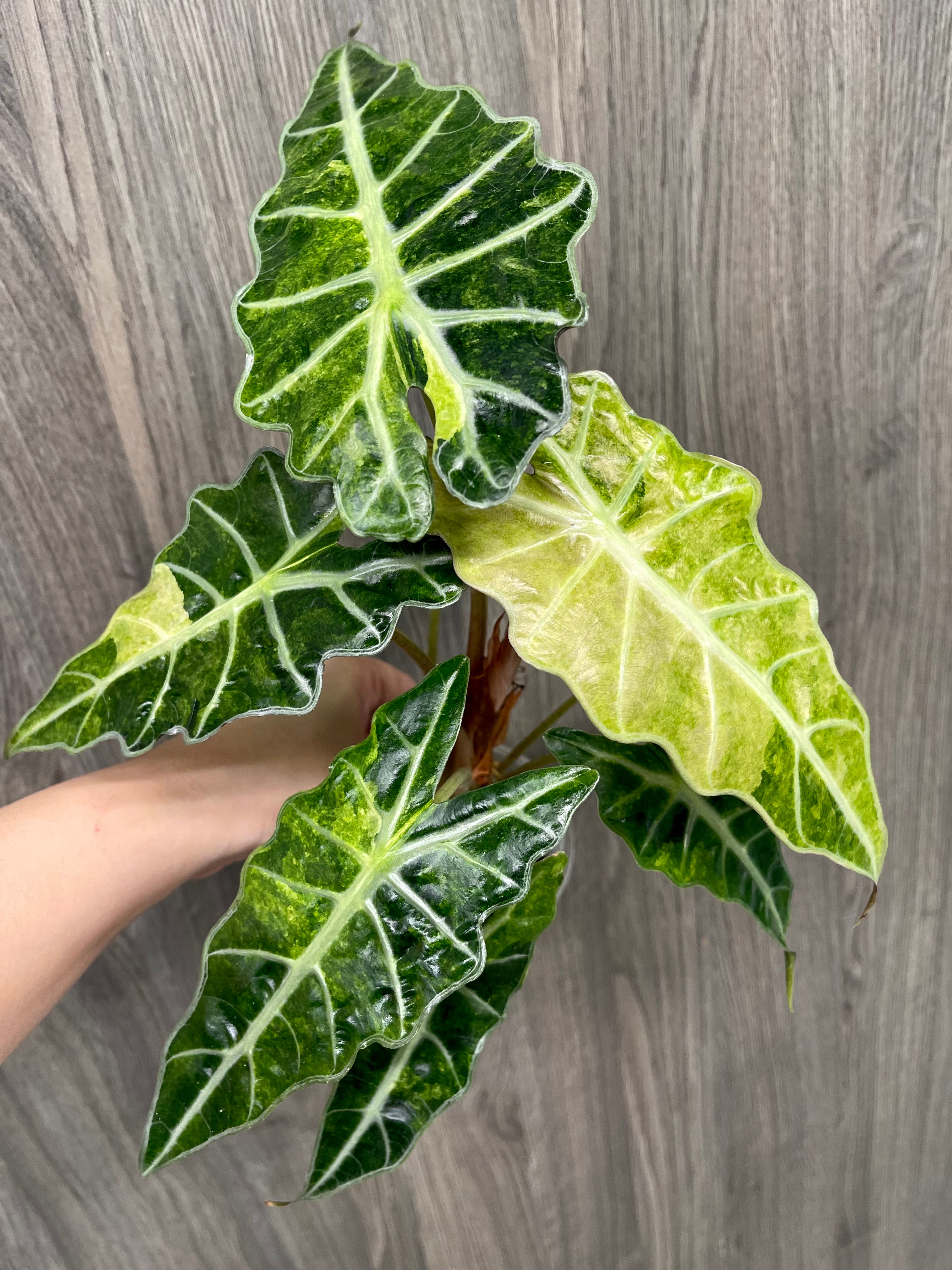 Alocasia Polly Aurea Splash