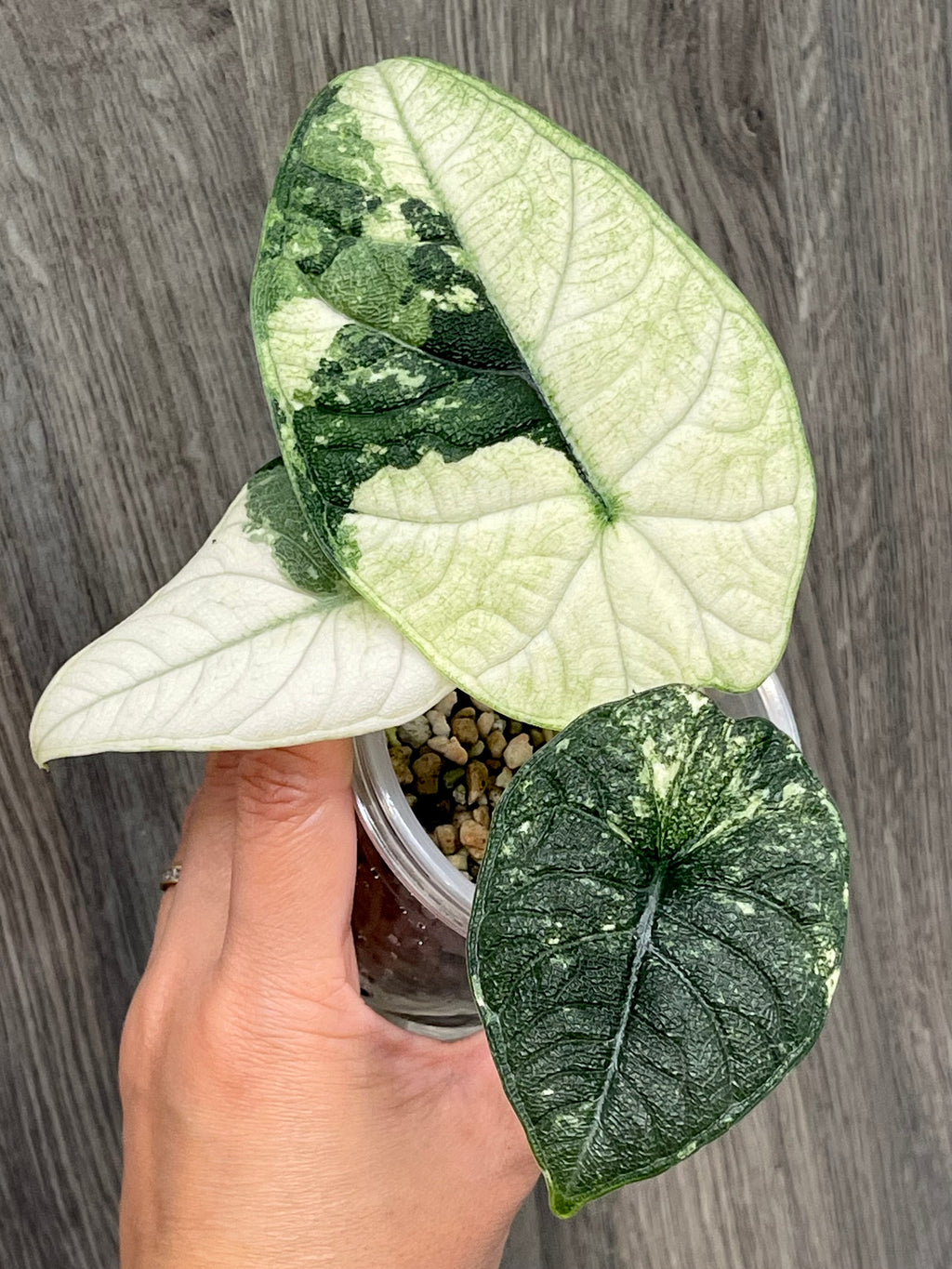 Alocasia Melo Mint B