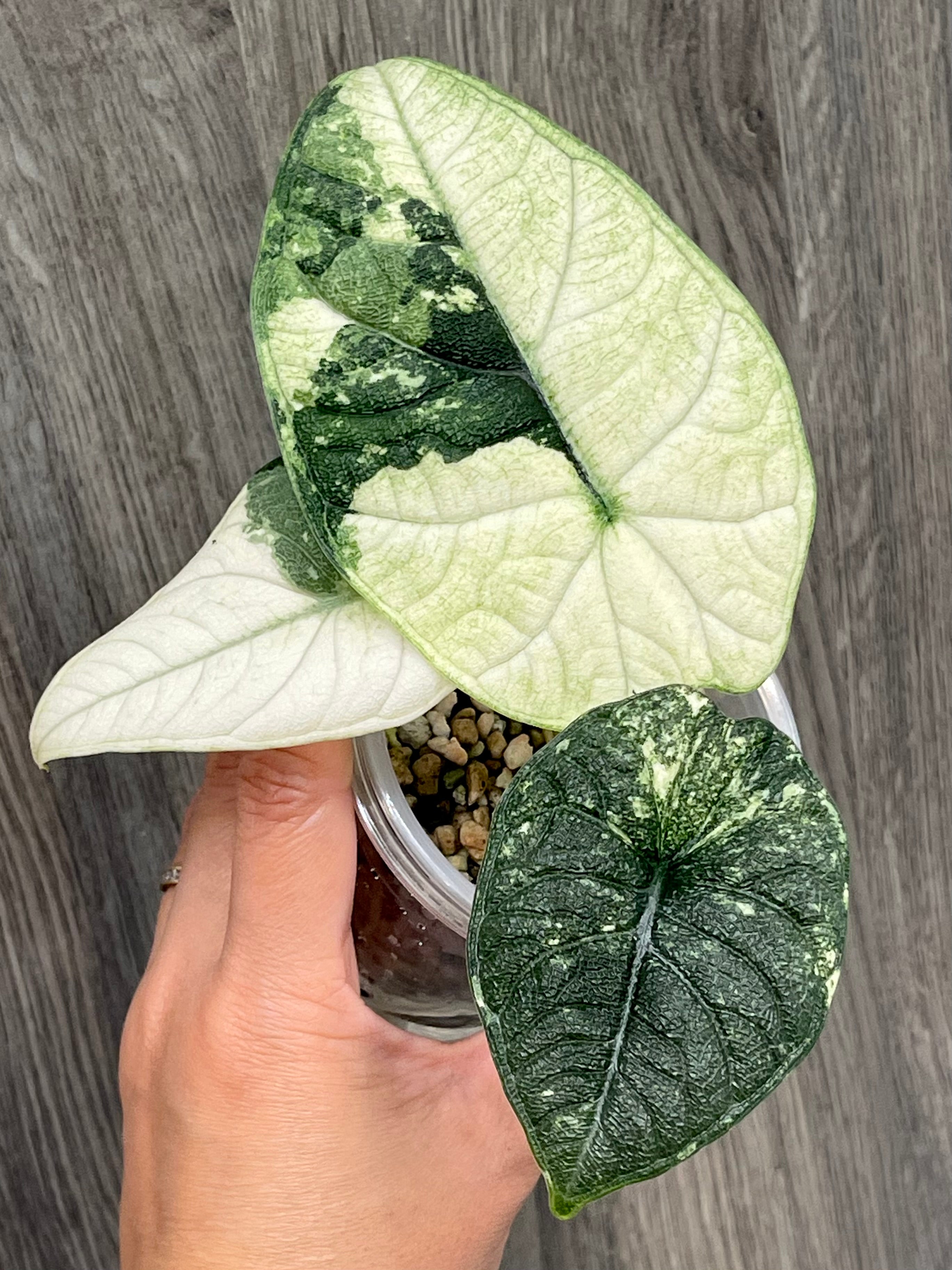 Alocasia Melo Mint B