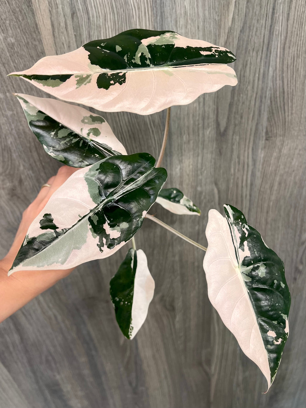 Alocasia Chantrieri Pink B