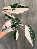 Alocasia Chantrieri Pink B