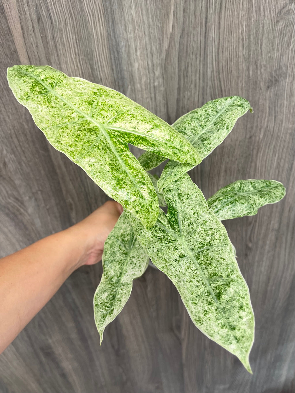 Alocasia Longiloba Mint Marble B