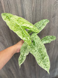 Alocasia Longiloba Mint Marble B