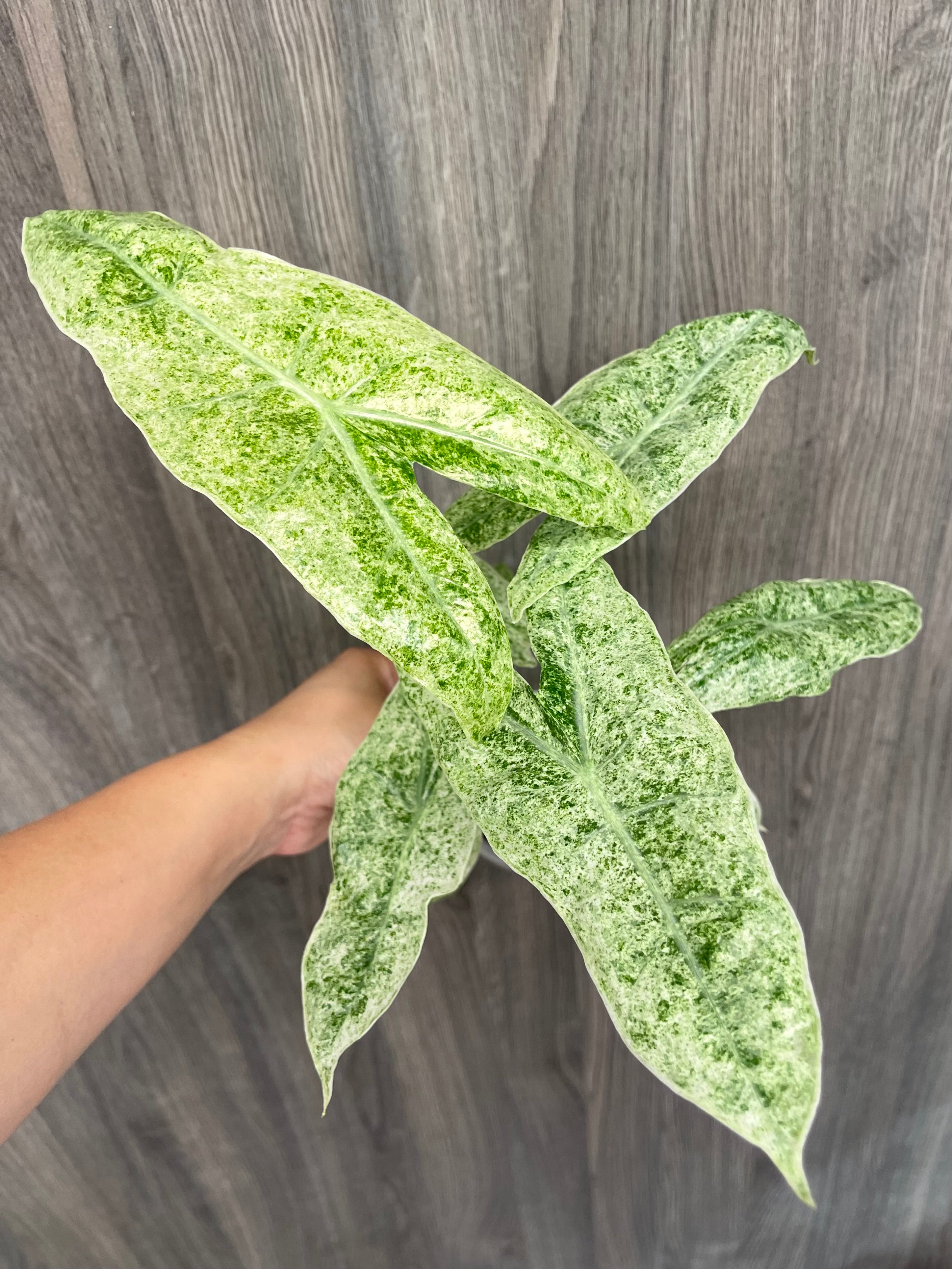 Alocasia Longiloba Mint Marble B
