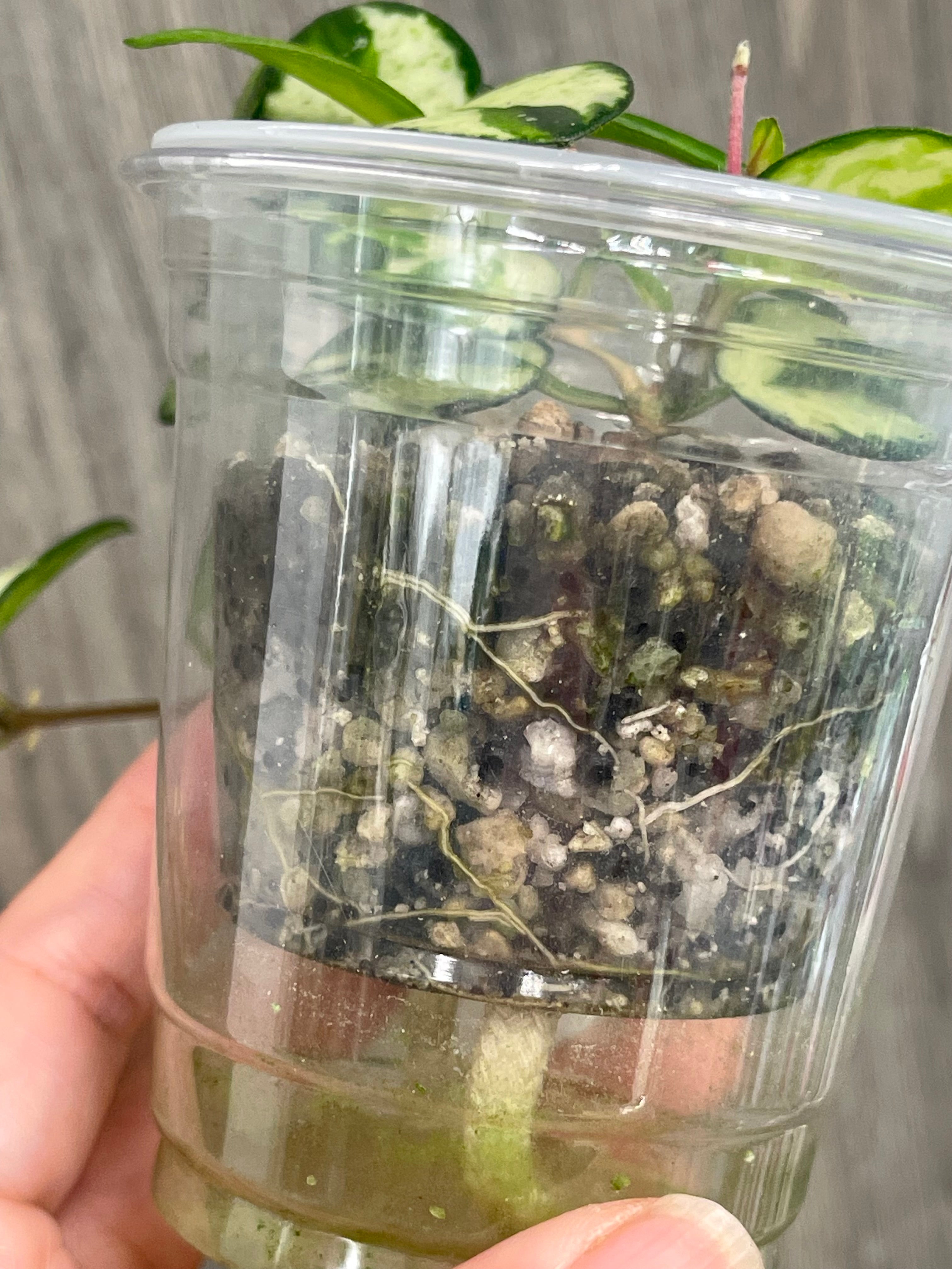 Hoya Mathilde Variegated A