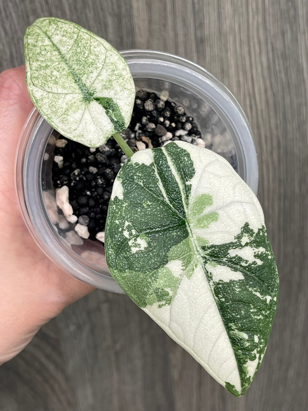 Alocasia Melo Albo Mint B