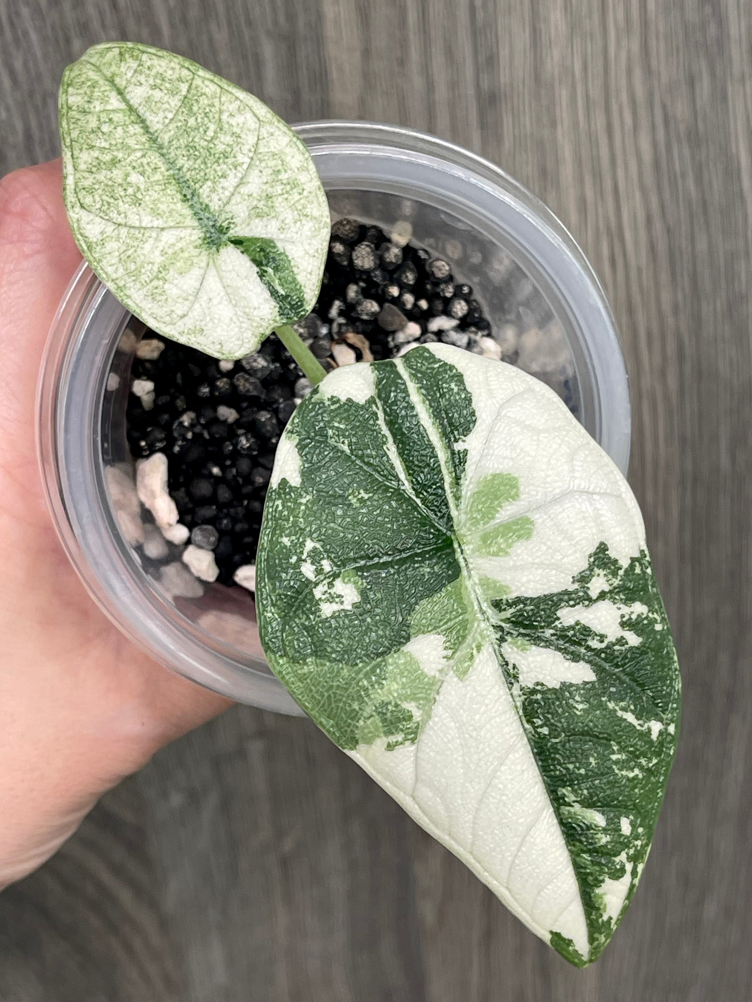 Alocasia Melo Albo Mint B