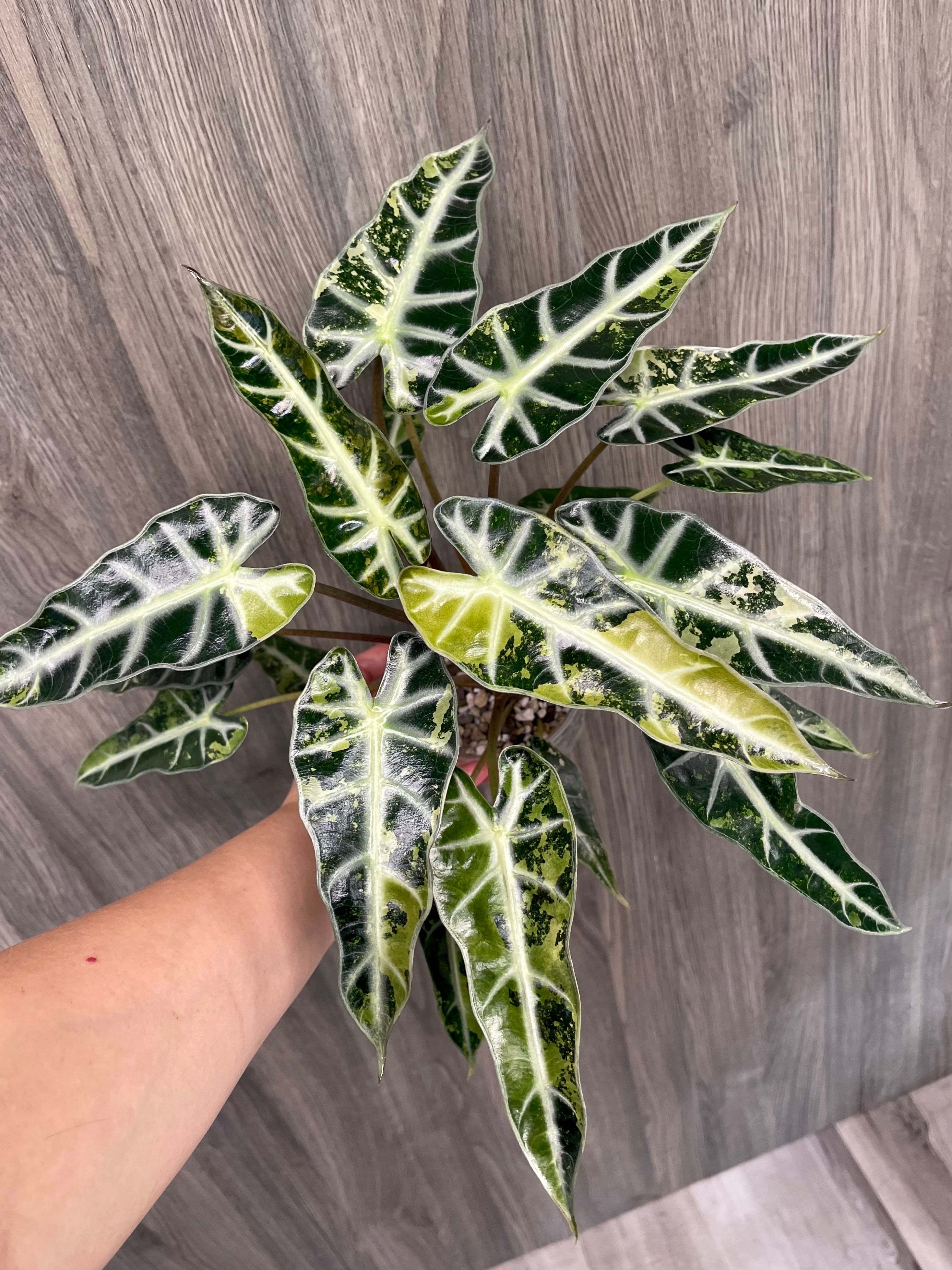 Alocasia Bambino Yellow Indo A