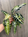 Alocasia Bambino Yellow Indo A