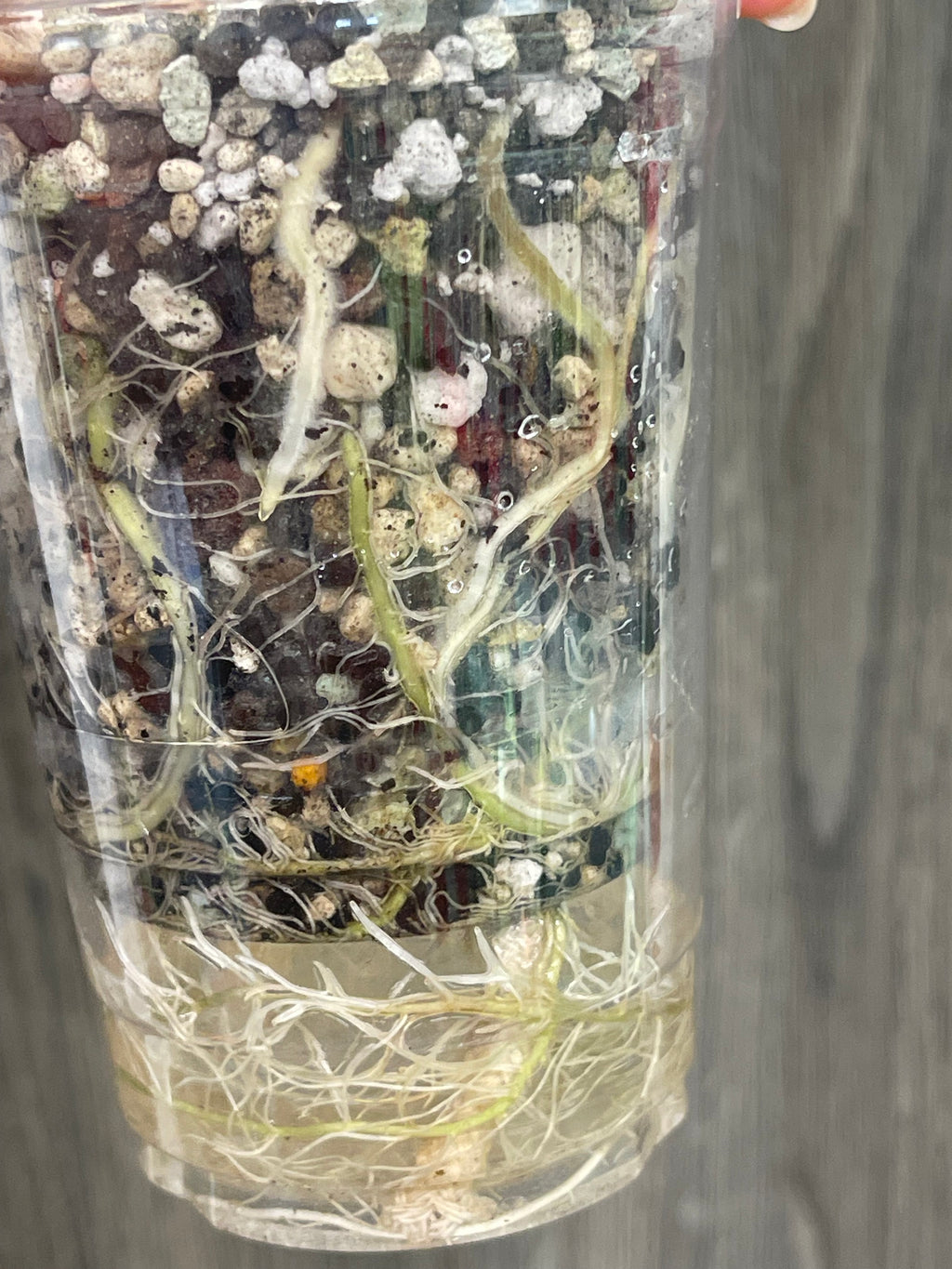 Alocasia Pseudo Pink