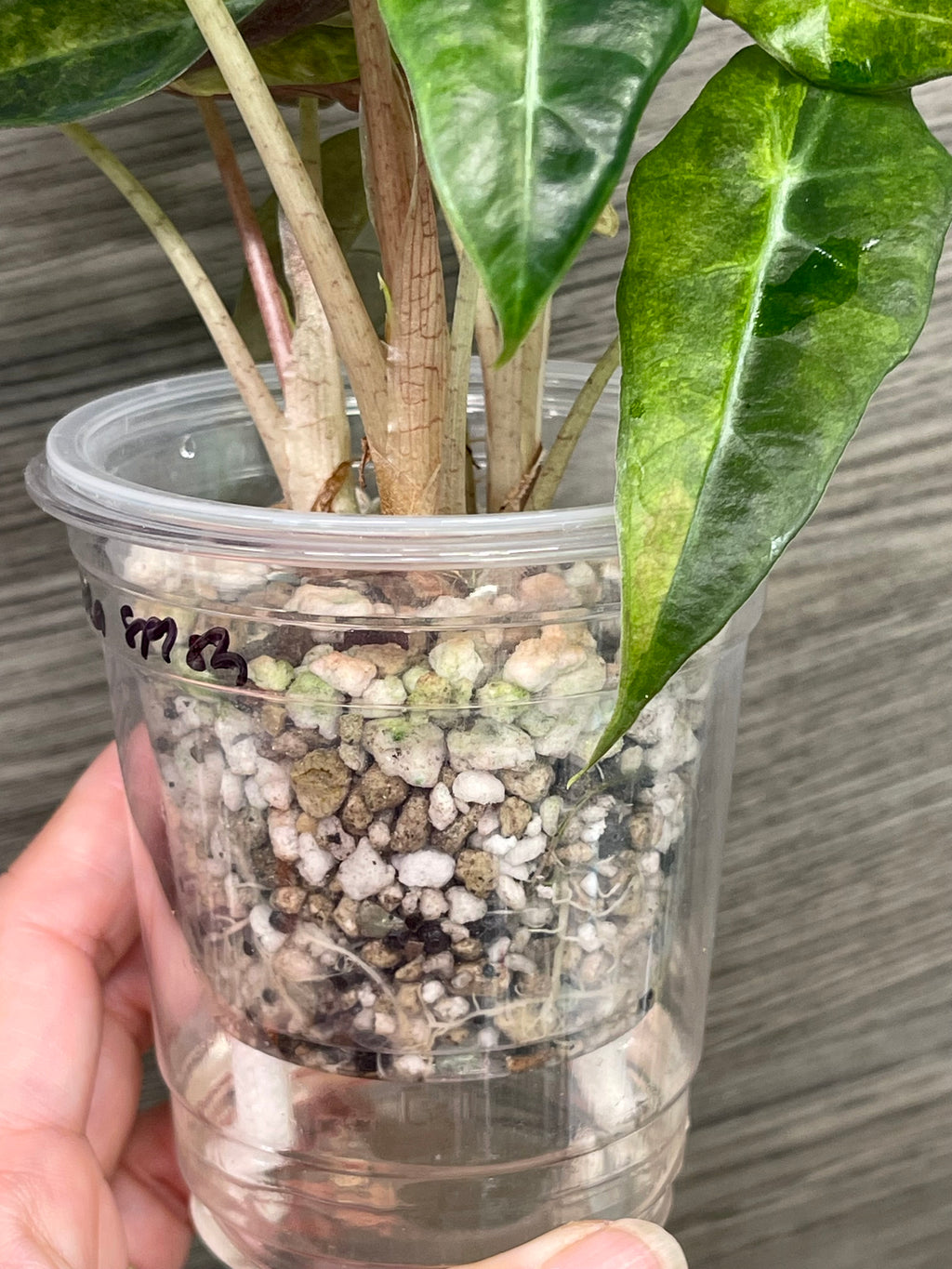 Alocasia Polly Aurea Splash B