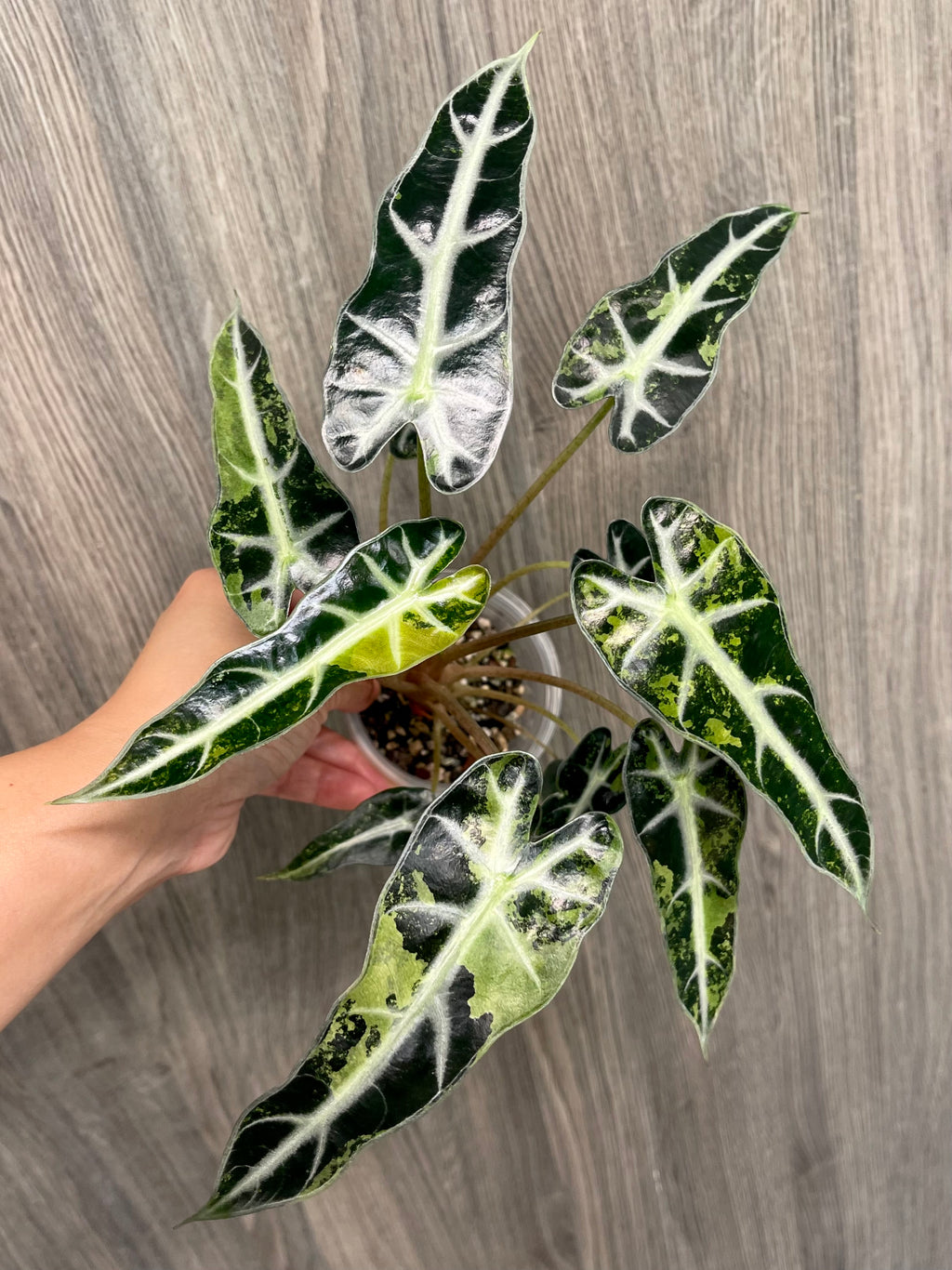 Alocasia Bambino Aurea (Indo)