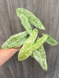 Alocasia Longiloba Mint Marble A
