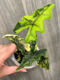 Alocasia Jacklyn Aurea