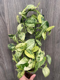 Scindapsus Halimoon